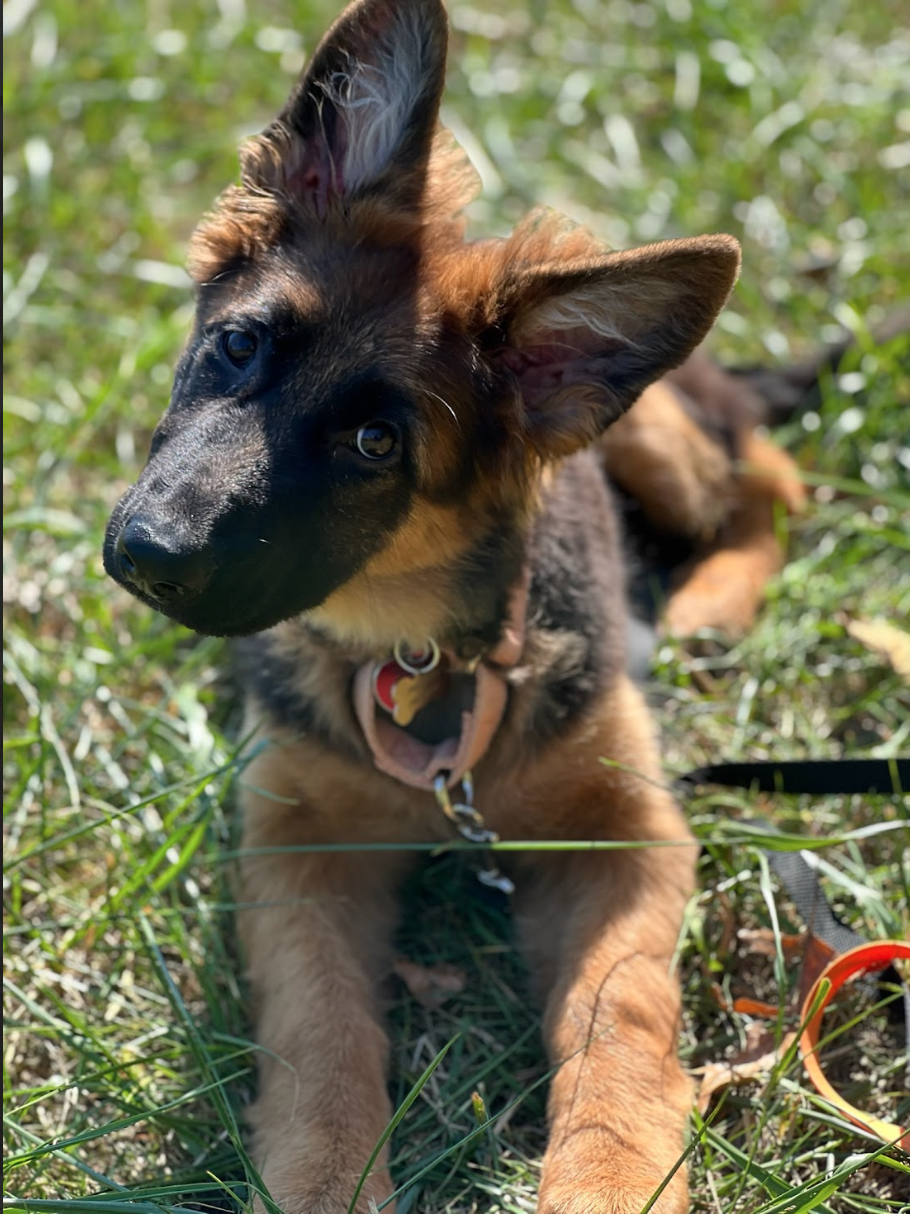 Screen Shot 2026-02-17 at 6.45.14 PM.png