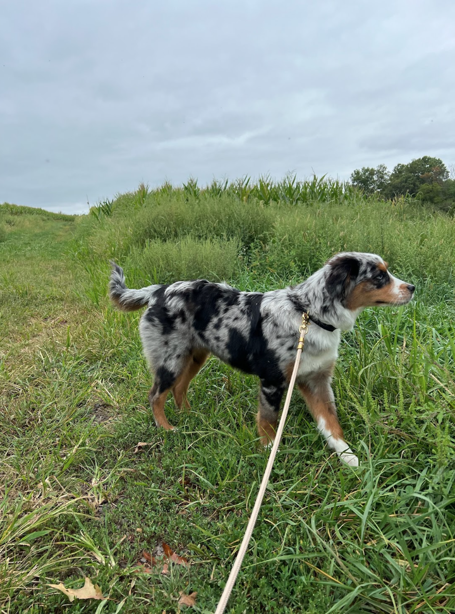 Screen Shot 2026-02-17 at 6.47.51 PM.png