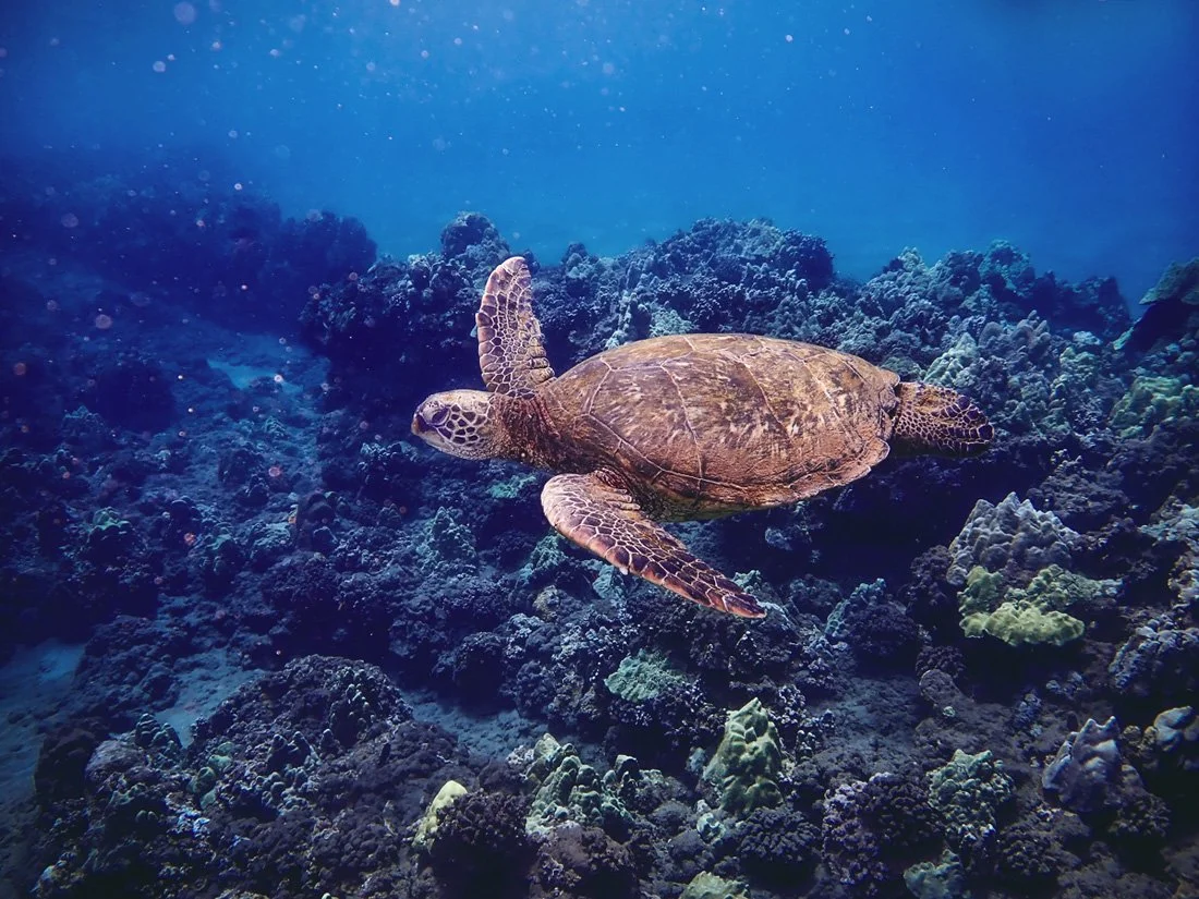 Kauila.jpg