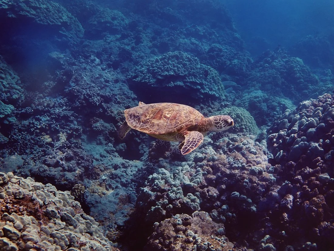 Baby_honu.jpg