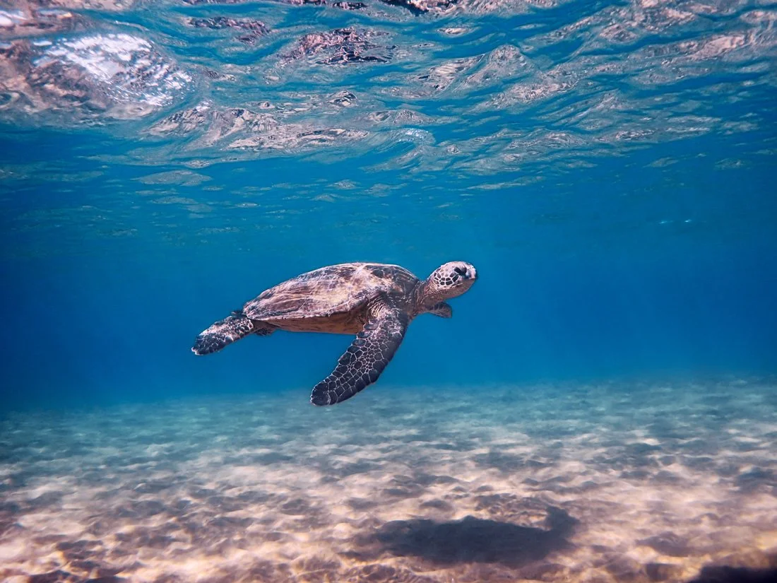 JustKeepSwimming1100.jpg