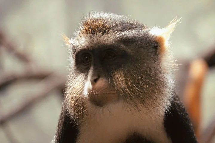 monkey.jpg