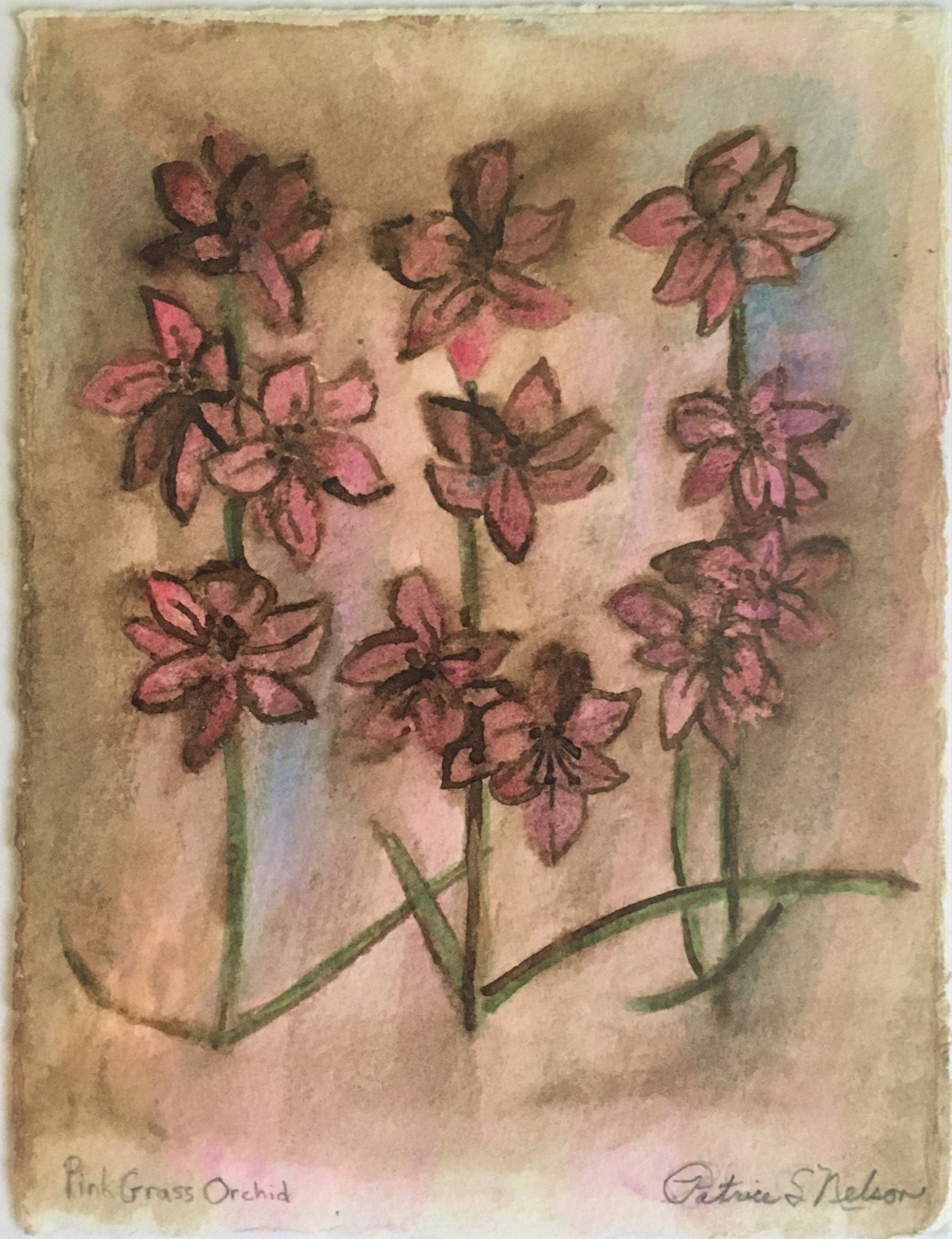 Pink Grass Orchid.JPG