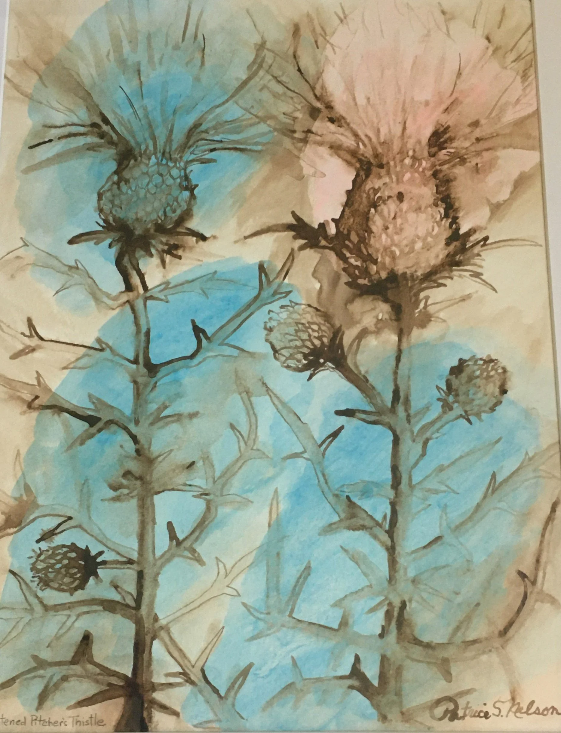 Threatened Pitcher's Thistle.JPG