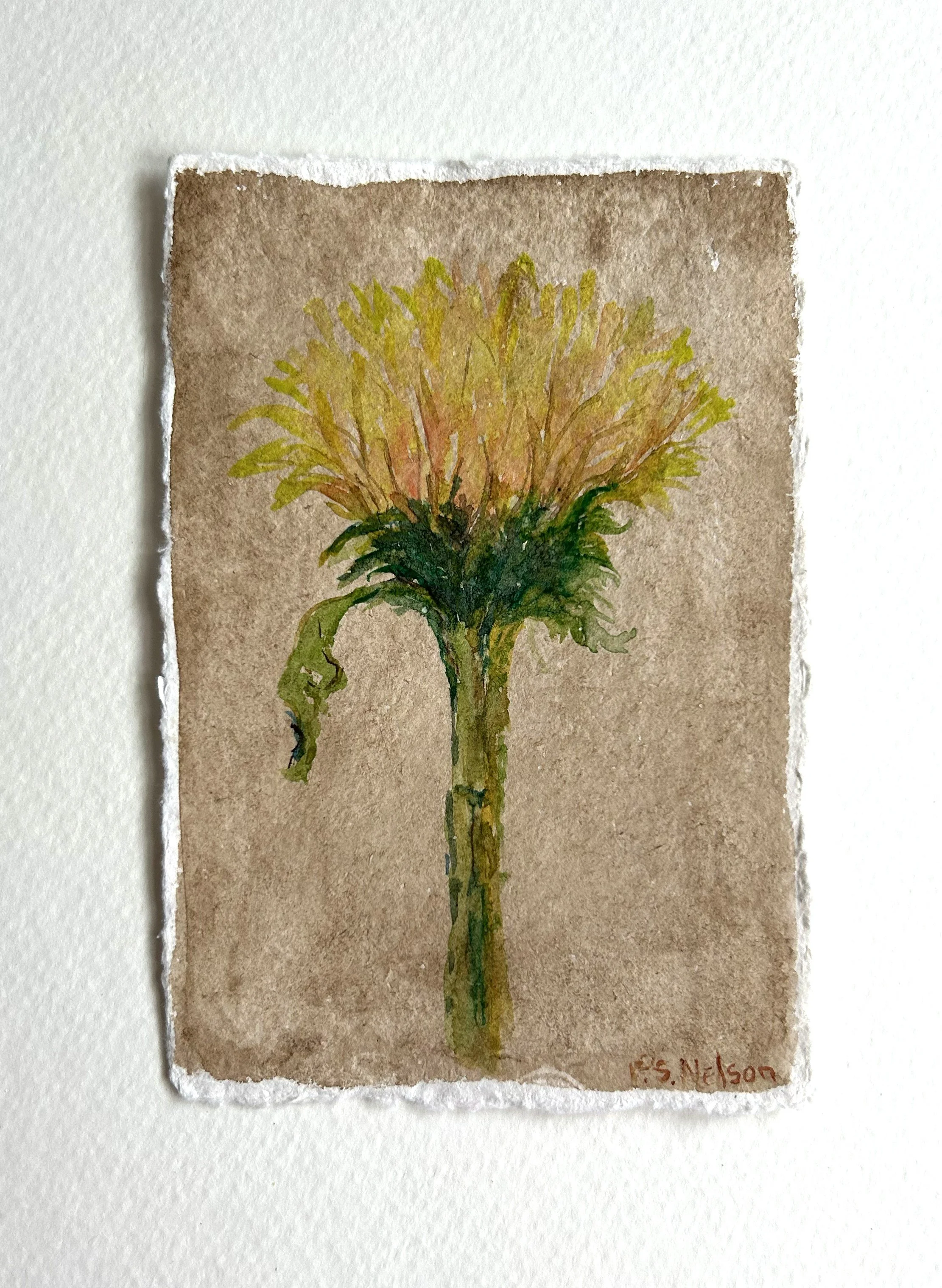 Sunflower a.jpg