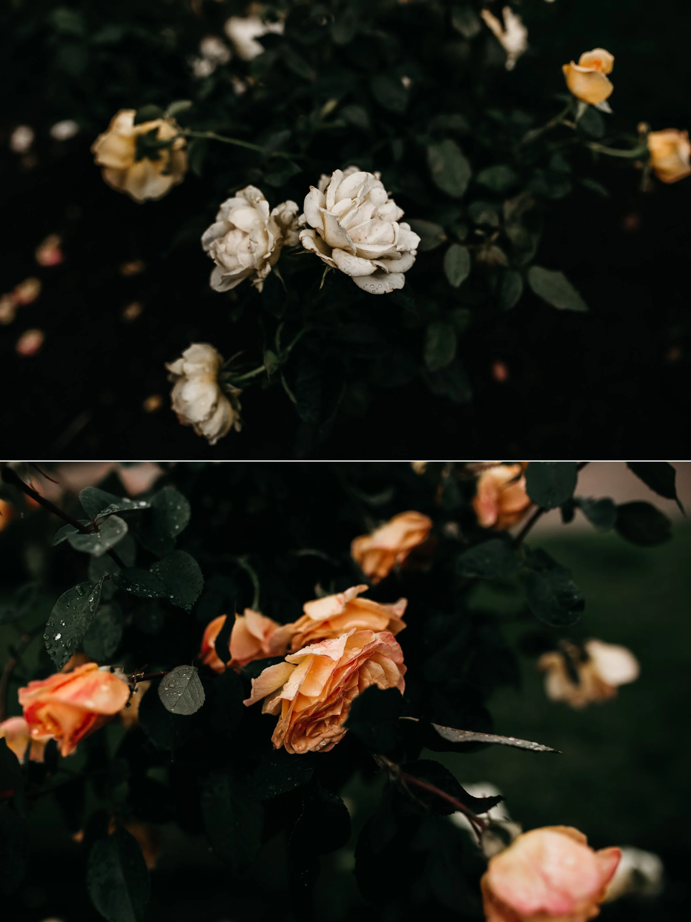 mandy aaron engagement minneapolis minnesota texas austin wedding elopement destination intimate best photographer_0150.jpg