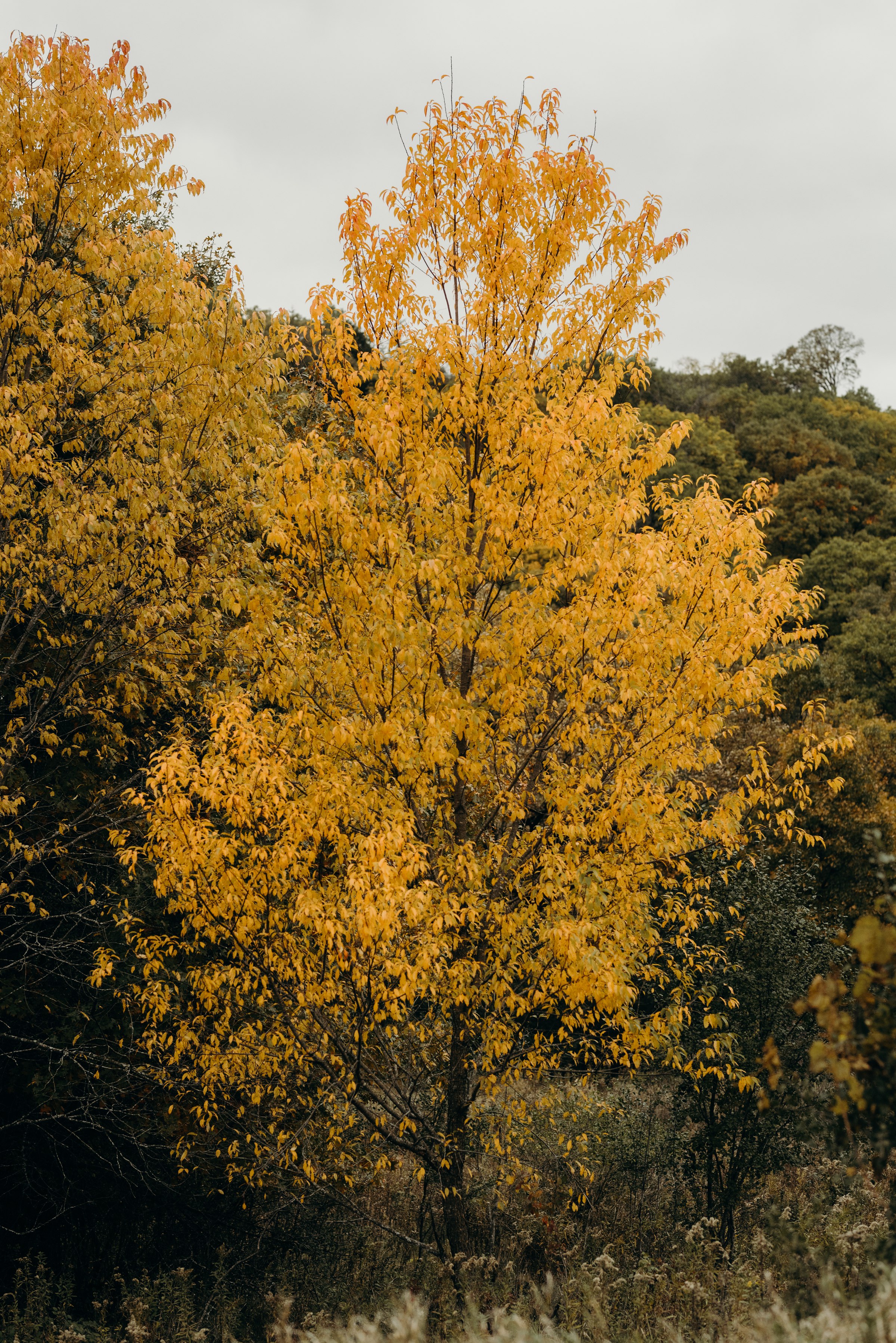 nickmezaphotography-austin-minneapolis-wedding-photographer-elopement-best-intimate-adventurous-destination-texas-minnesota-engagement-jess-dan-spacesaver_0163.jpg