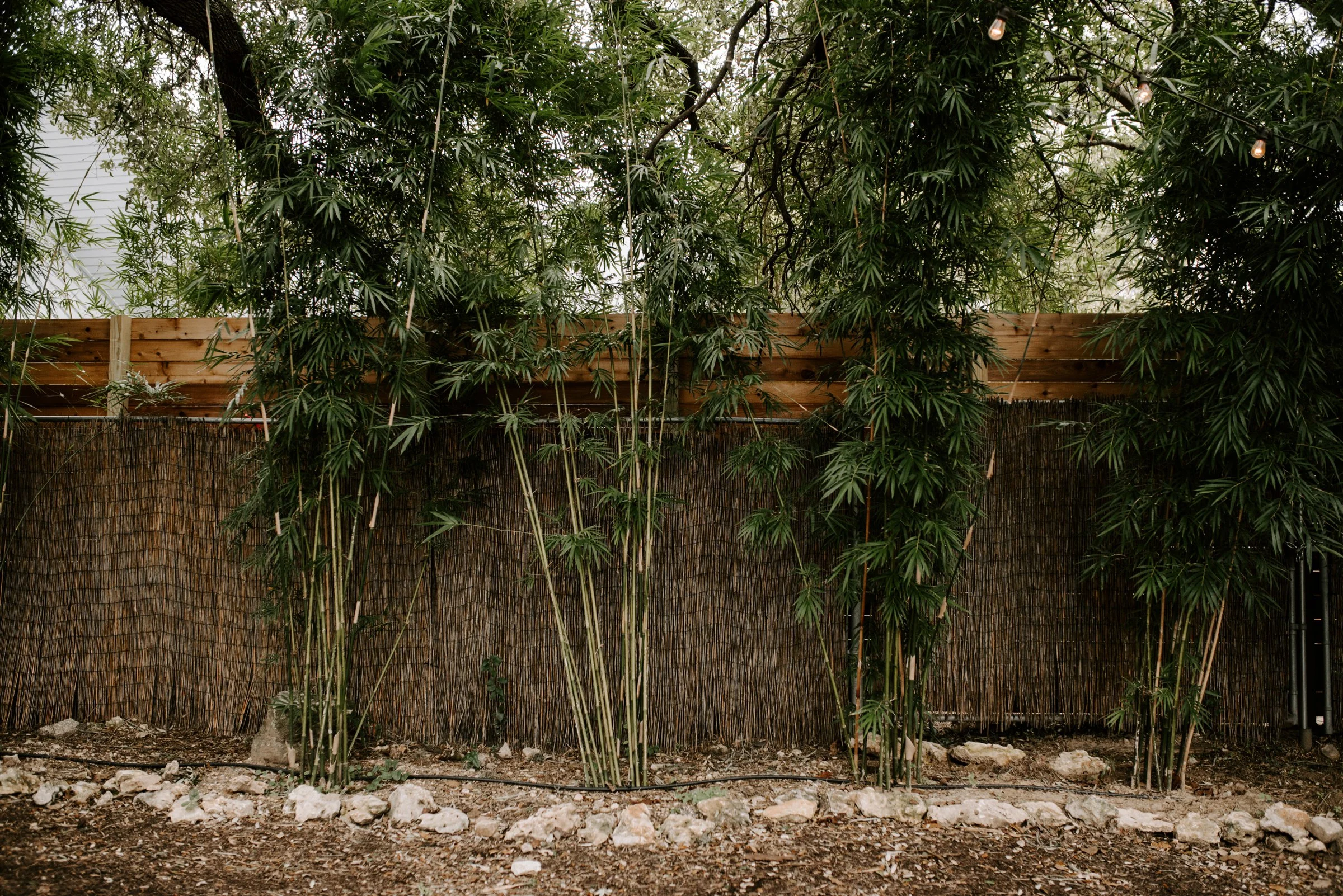 elopement-wedding-photographer-austin_0093.jpg