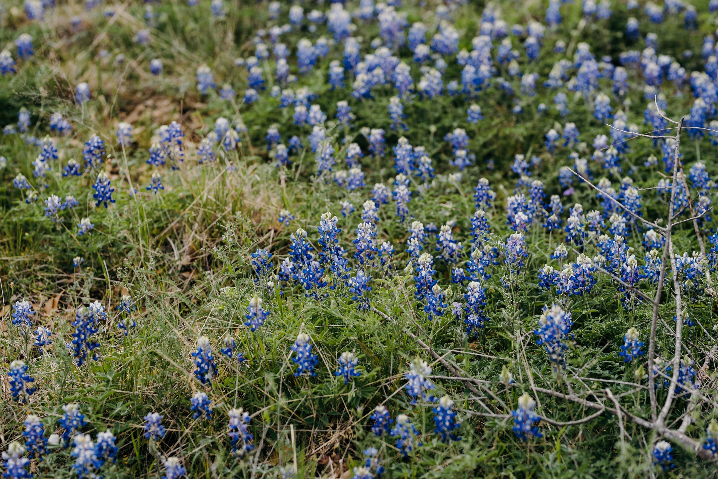  field of bluebonnets at the plant at kyle austin texas 