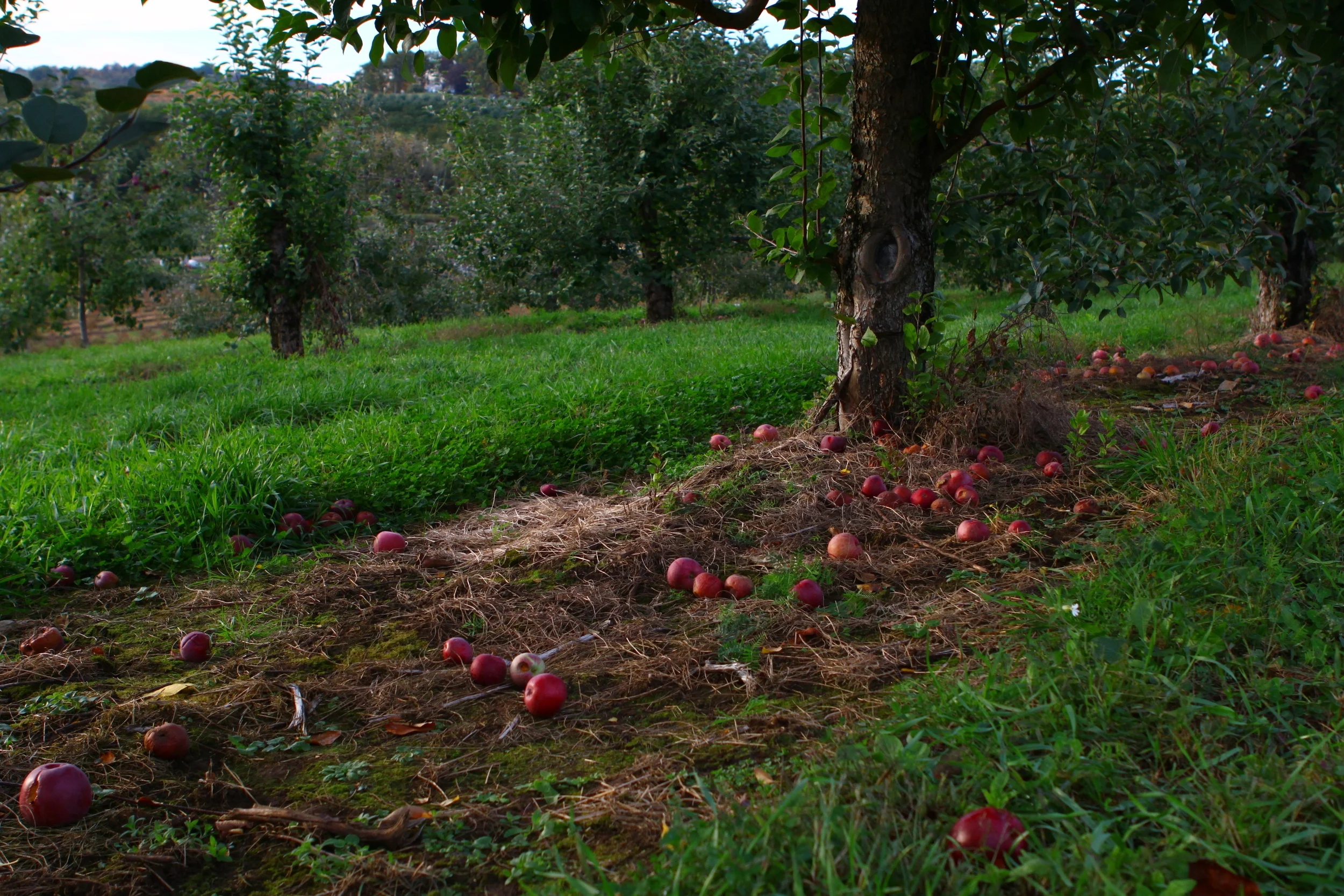 AppleOrchard.JPG