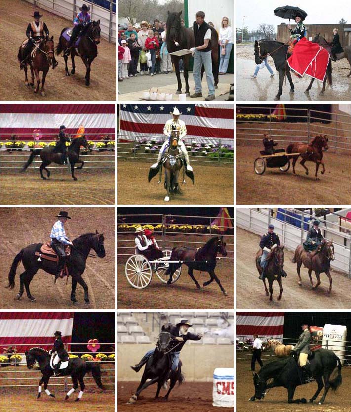 Morgans at the Midwest Horse Fair