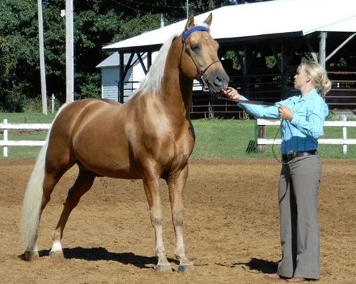 horses for sale in iowa craigslist