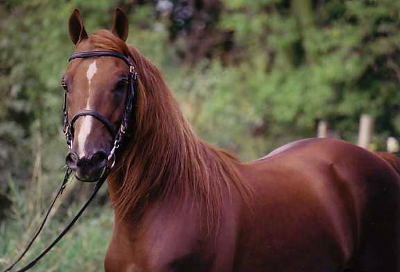 Dan castle Icefalcon-Sire of Champions