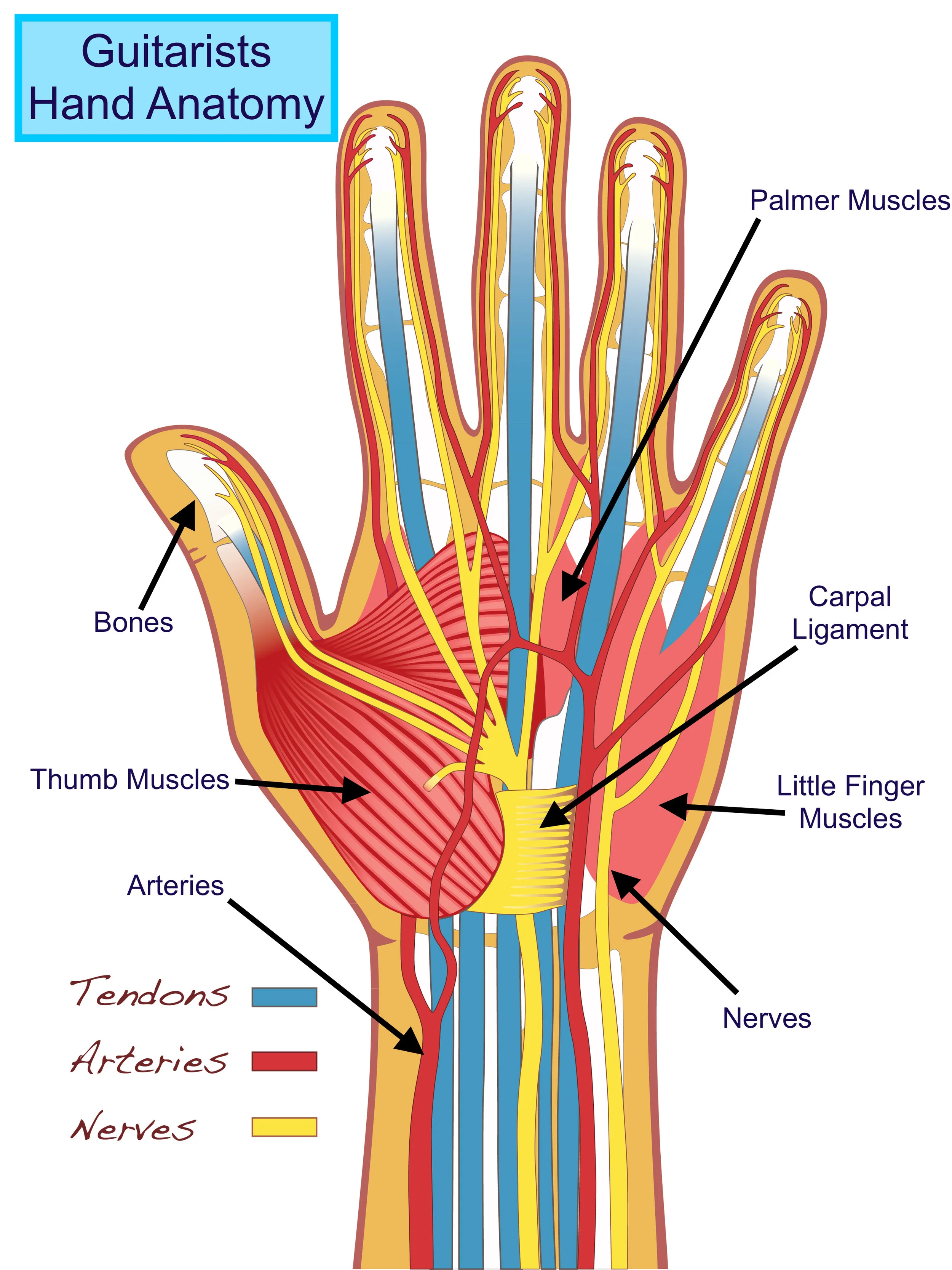 Hand Anatomy Tuned In Guitar Lessons Tuned In Guitar Lessons