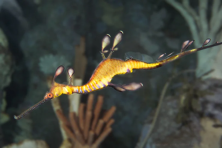 Weedy Sea Dragon is the emblem for the marine world of Victoria. 