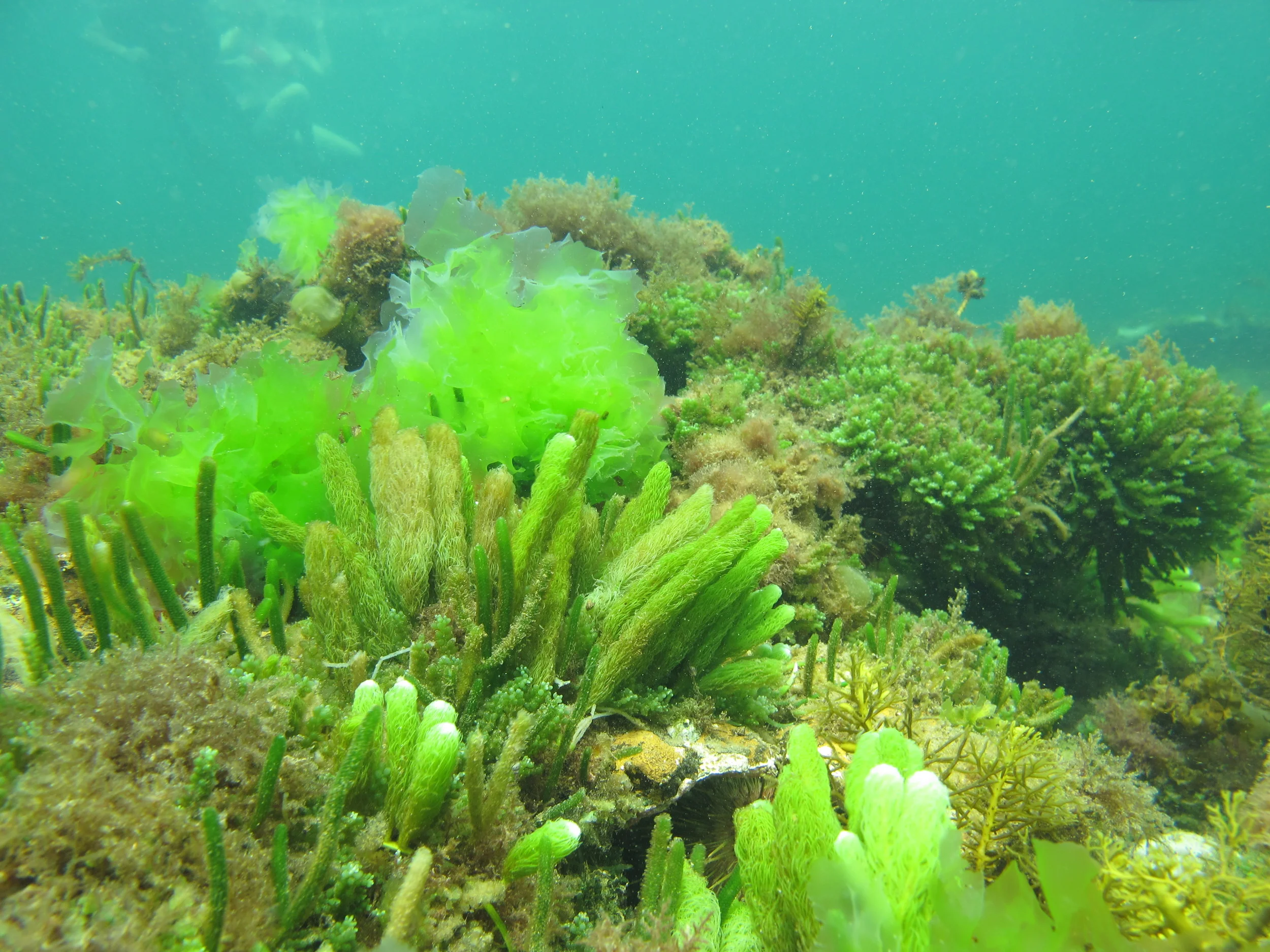 Underwater garden- Ricketts Point Marine Sanctuary with Two Bays immersive learners Photo: Michelle Quach