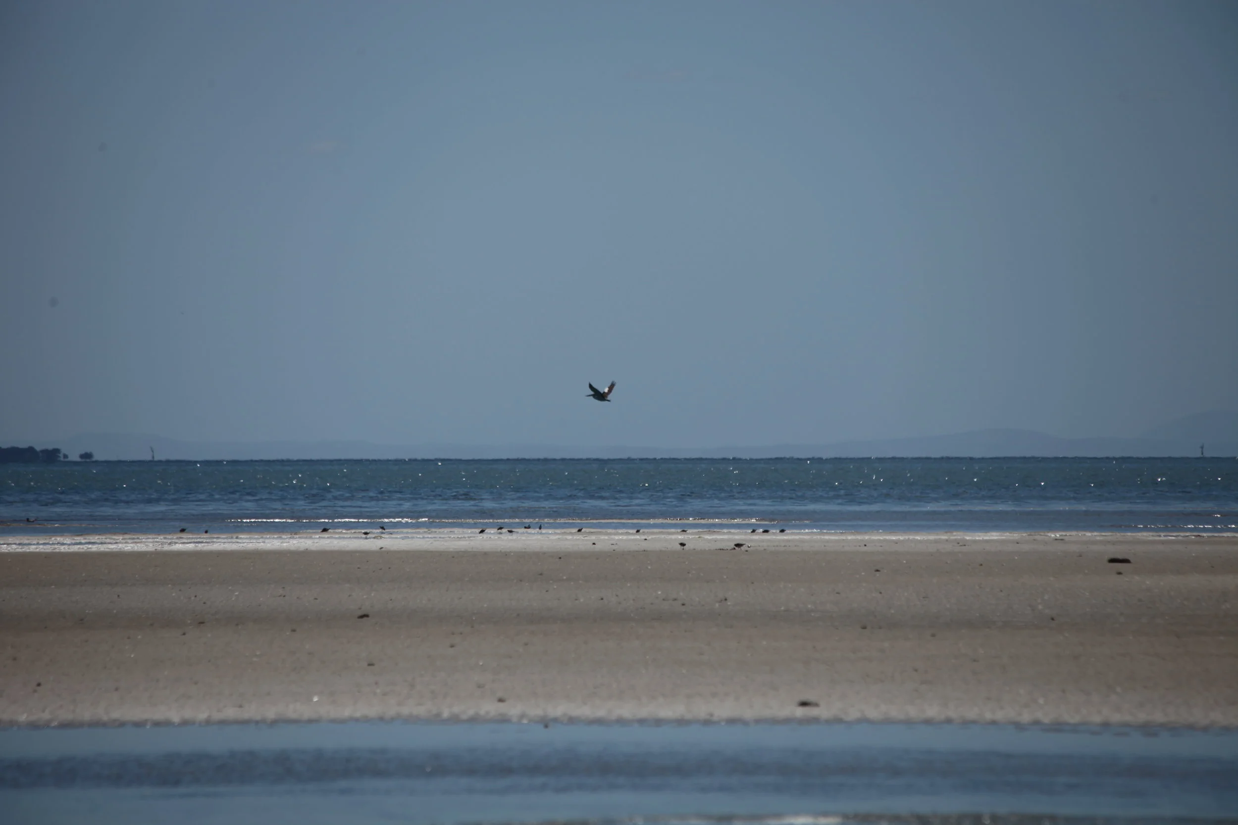 Pelican taking off from Mud Islands. Mud Islands is a very important Pelican nursery. Ever wondered why you never see those amazing fluffy Pelican chicks? They are all here.