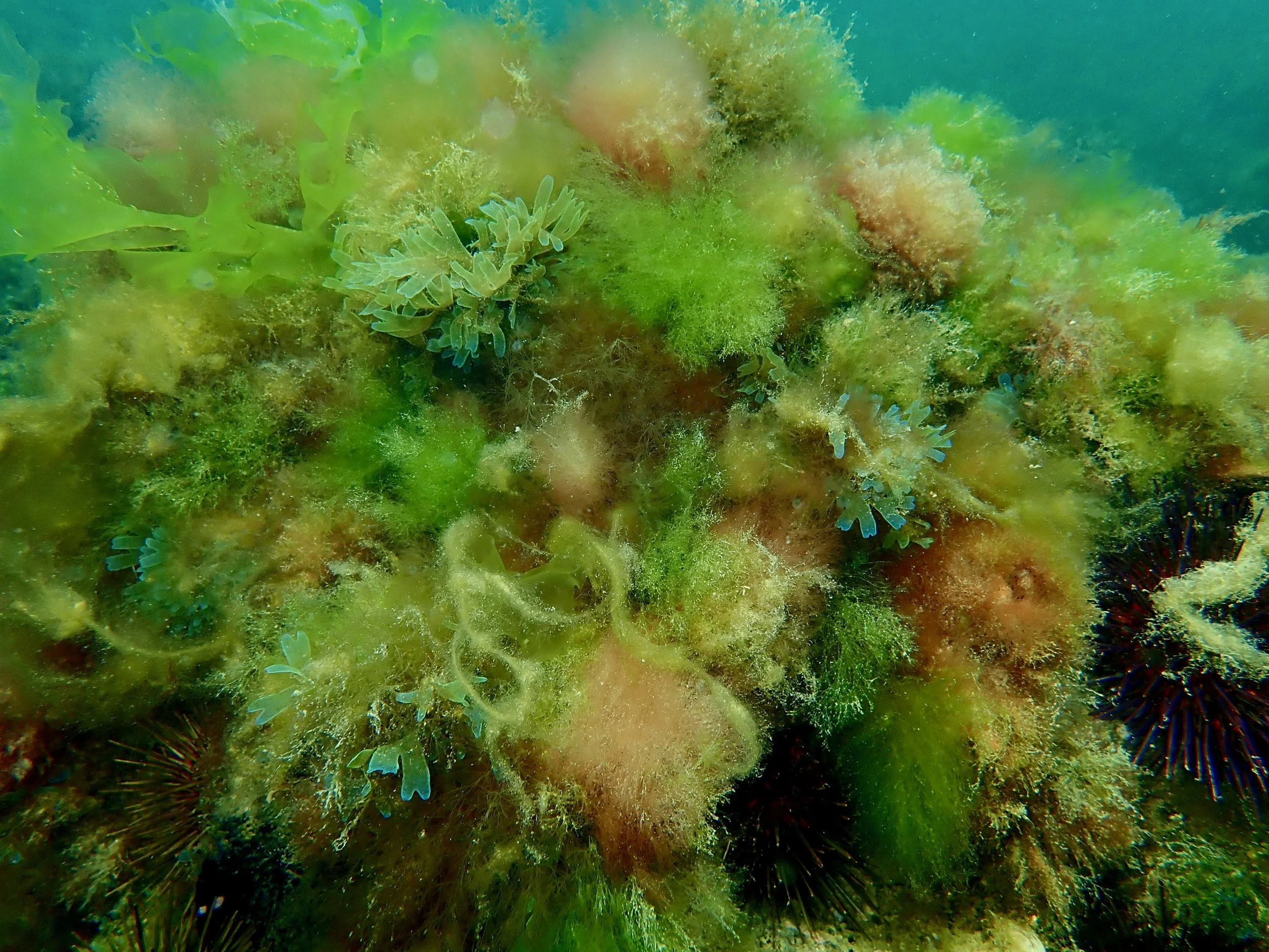 The gardens below the surface of Port Phillip Baycontain some of the most bio-diverse marine flora on the planet.
