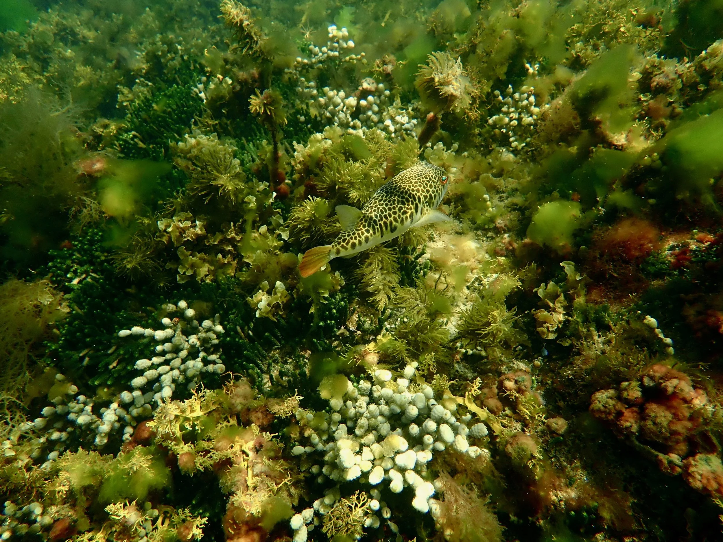 Smooth Toadie in the underwater garden at Rickett's Point Marine Sanctuary on the Kingston Koorie Mob day.