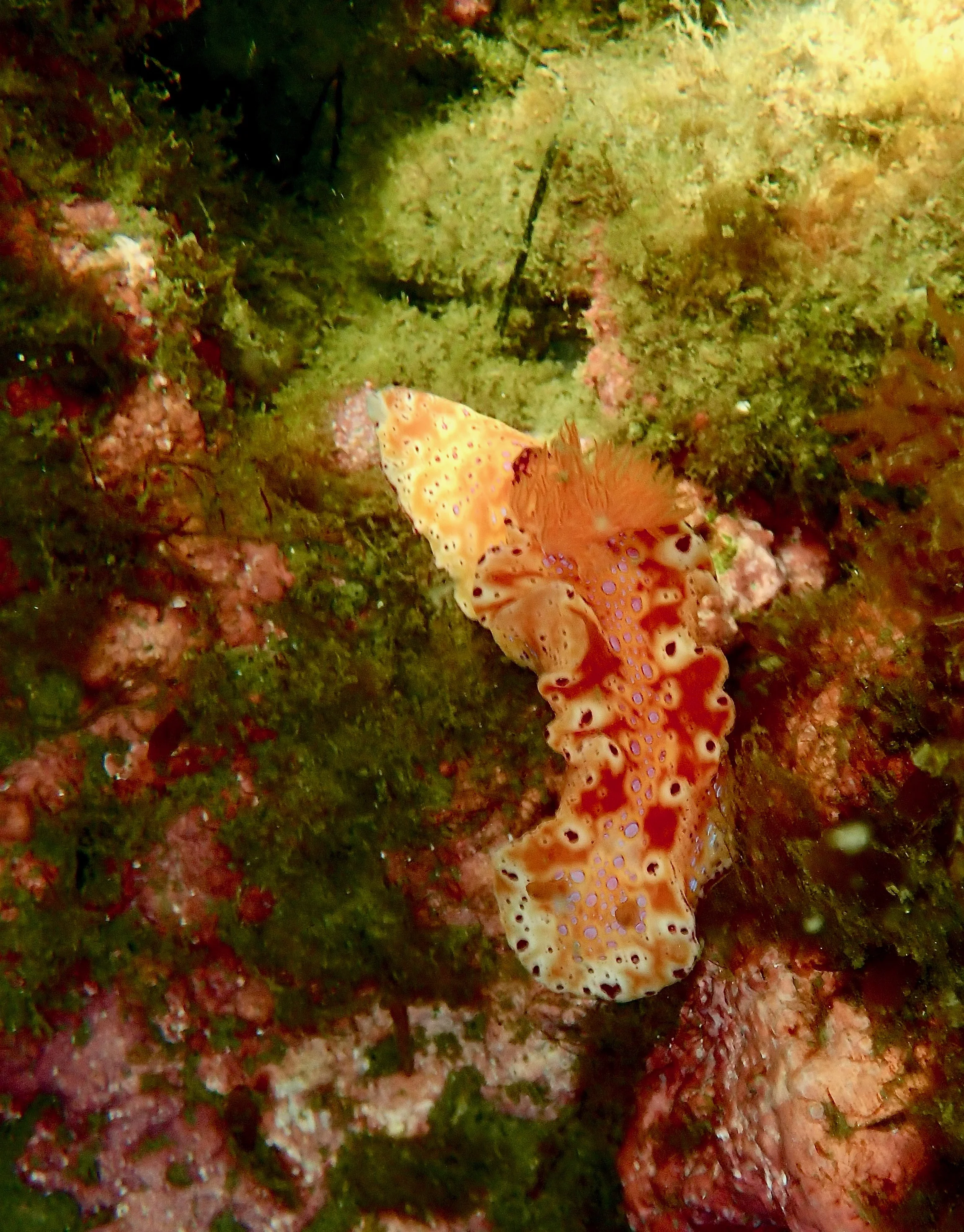 Psychedelic world of the nudibranch