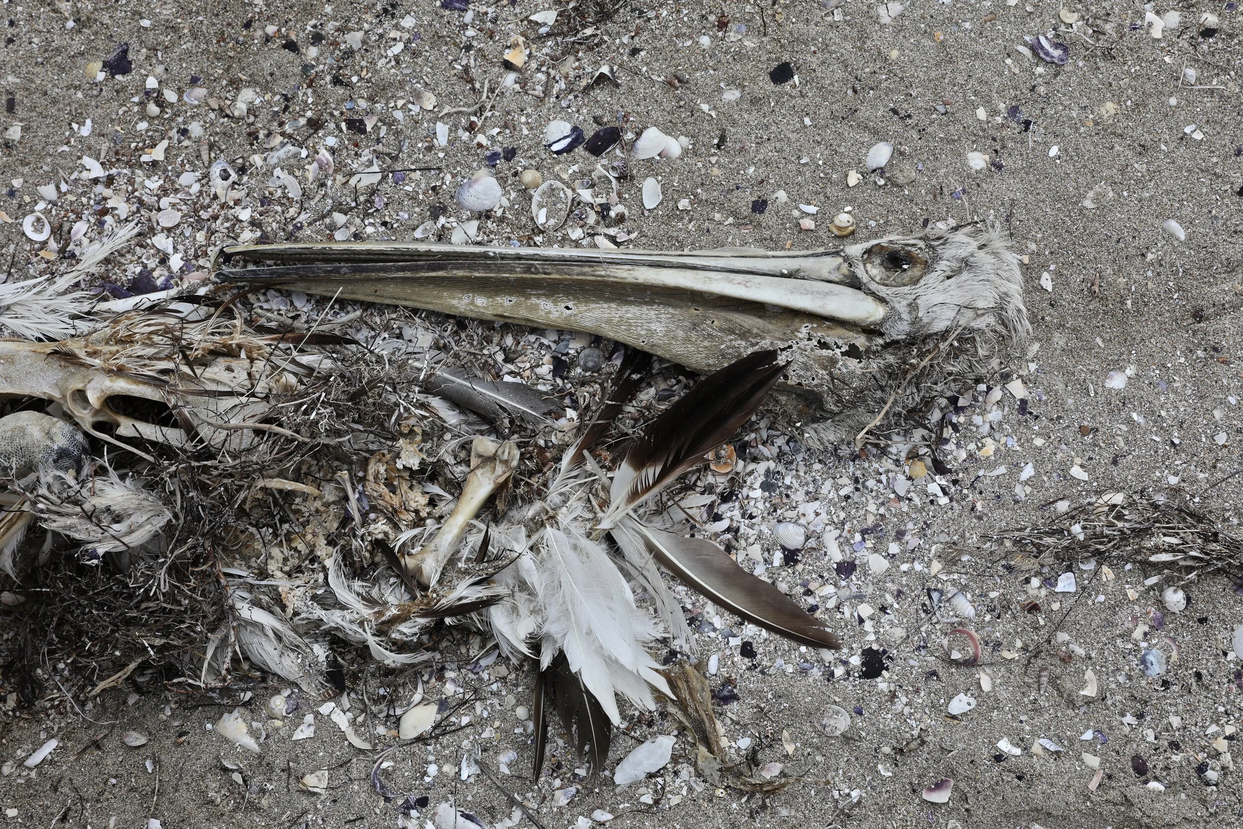 Pelican death on Mud Islands.