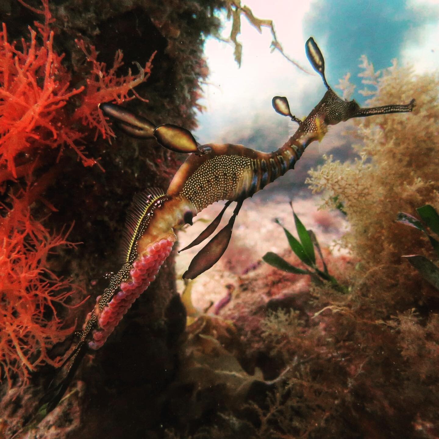 Happy New Years -may we be visited with the grace of this beautiful Sea Dragon in 2021. Photographed by Michael R Anderson at Flinders Pier. #marineemblem #seadragon #magic #happynewyear #snorkeling #thankyouocean