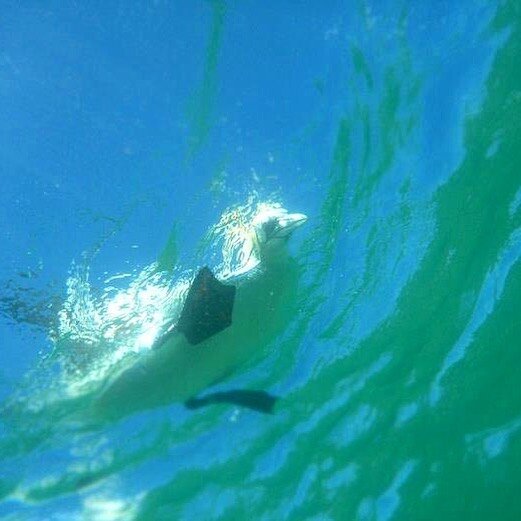 Here&rsquo;s looking at you snorkeler! A cooling image for a hot day on Nairm. An Australasian Gannet (Morus serrator) peers at me as I glide underneath during a Two Bays project. Port Phillip Bay is the only place in the world that these gannets hav