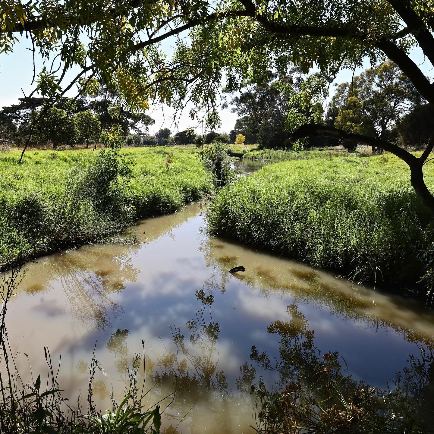 There is a saying all roads lead to Rome but in this story, all catchments lead to the Ocean. It seems after a decade and a half of projects about water quality in the Bays, I&rsquo;ve swum up Elster Creek in the Dandenong catchment to become very in