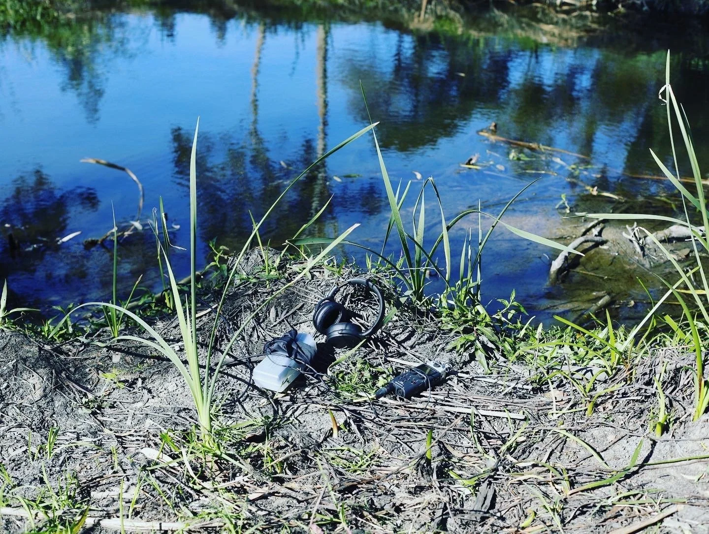 Reveil- Deep Listening around the world and in our local creek.