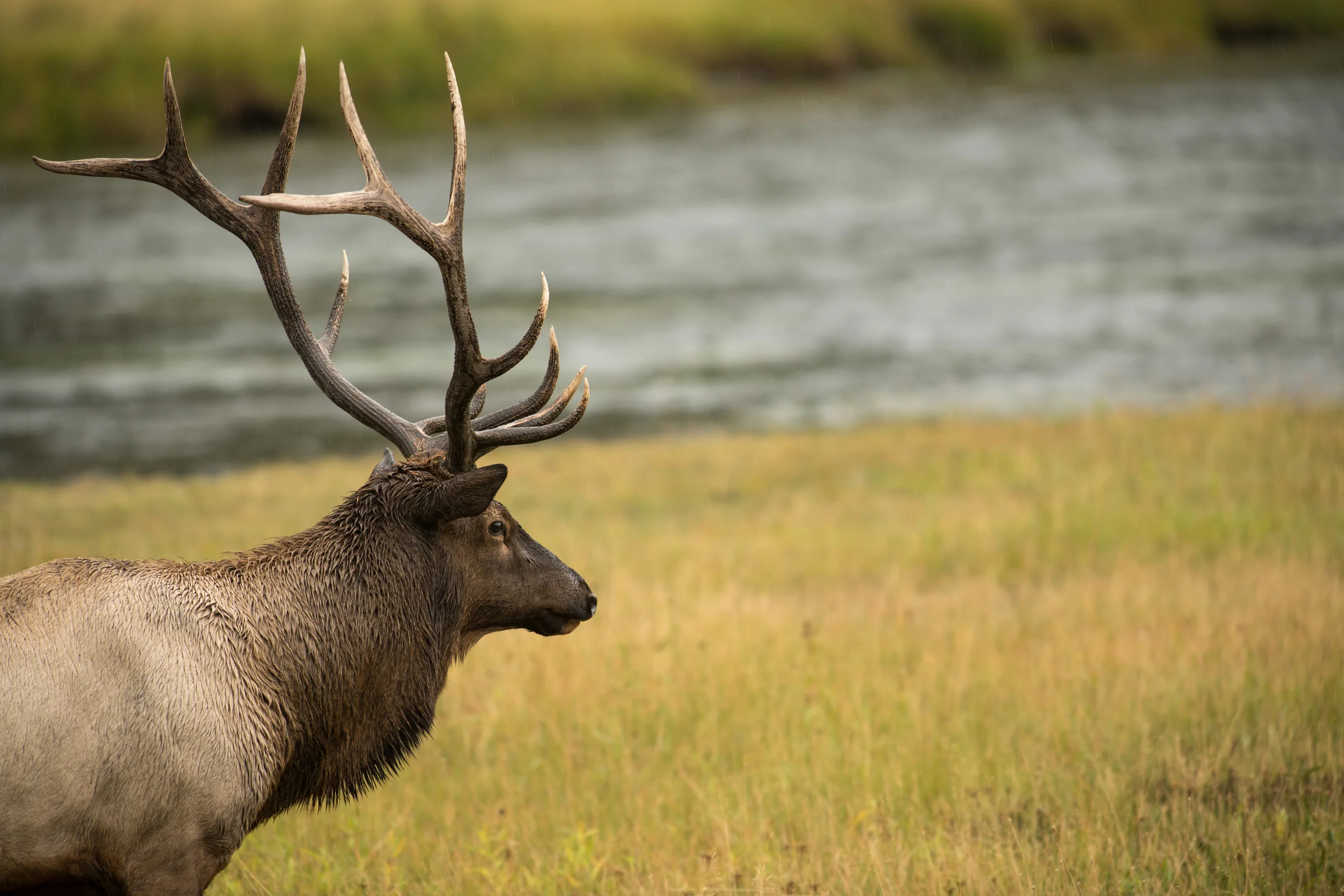 Bull elk, Yellowstone National Park