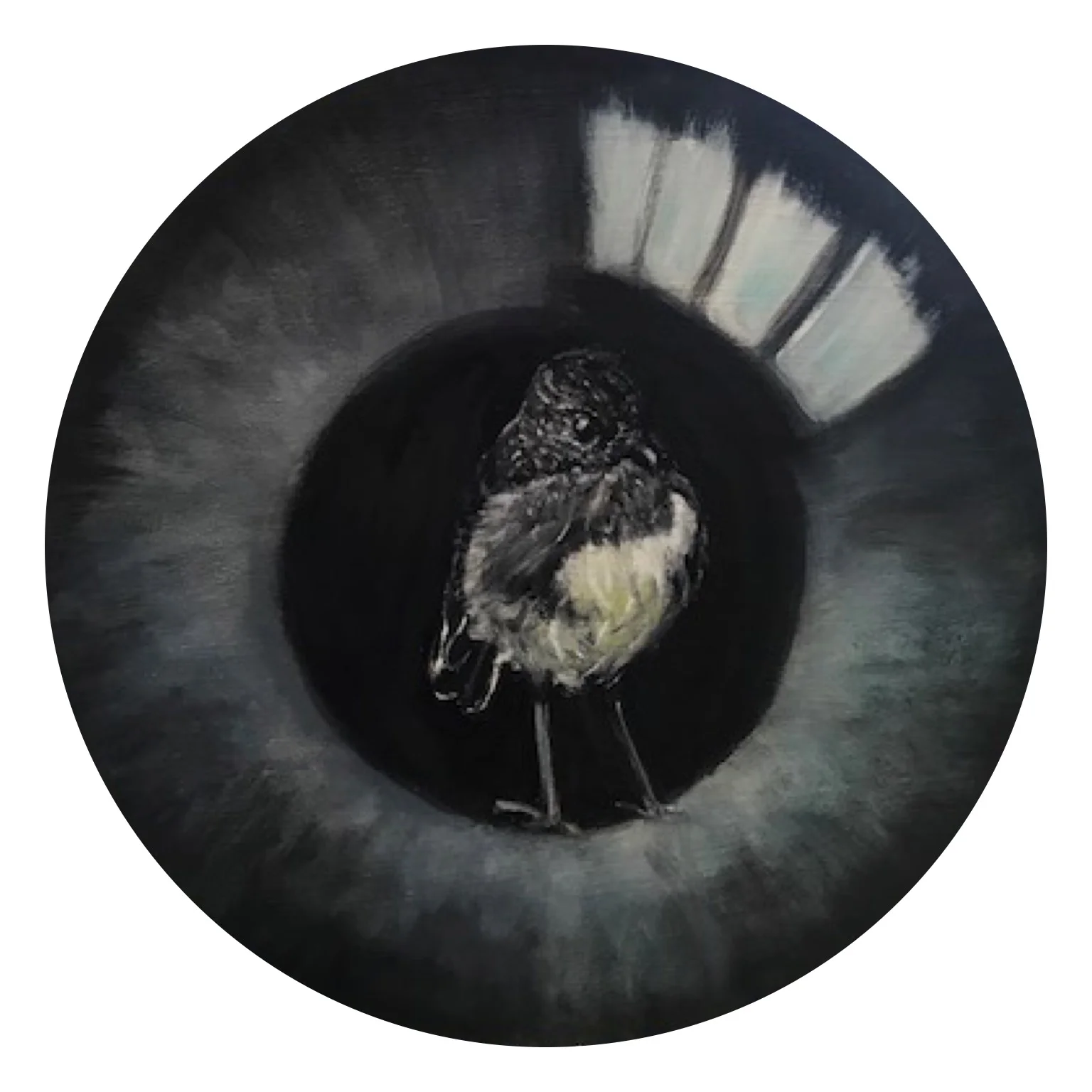 Toutouwai - New Zealand Robin (2017)