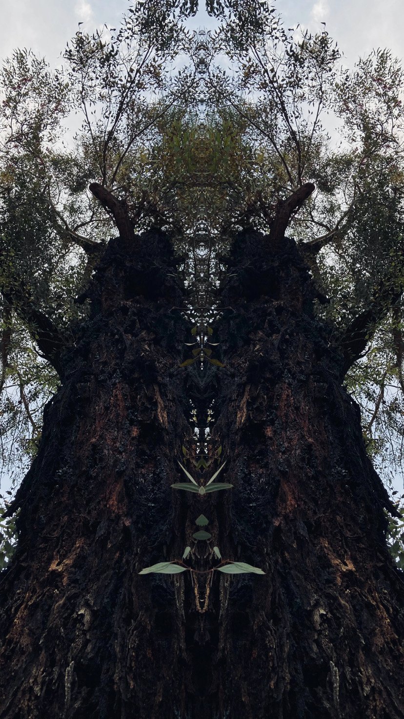 2E9CCB68-8AFF-44DD-B2F0-301CD658B76B.jpeg