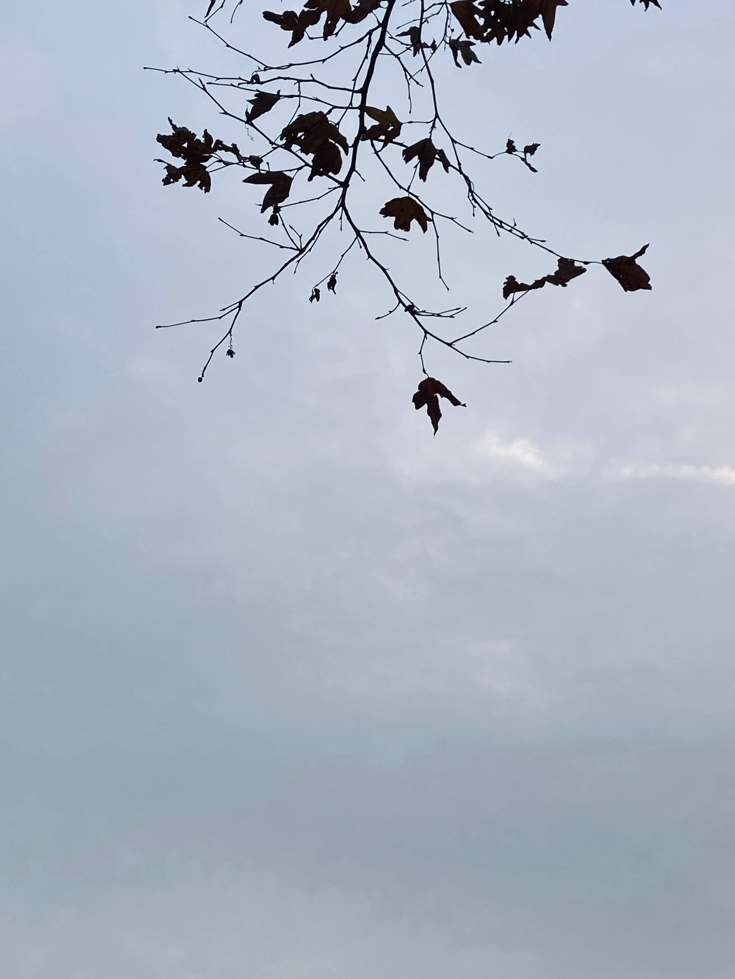IMG_3748.jpeg