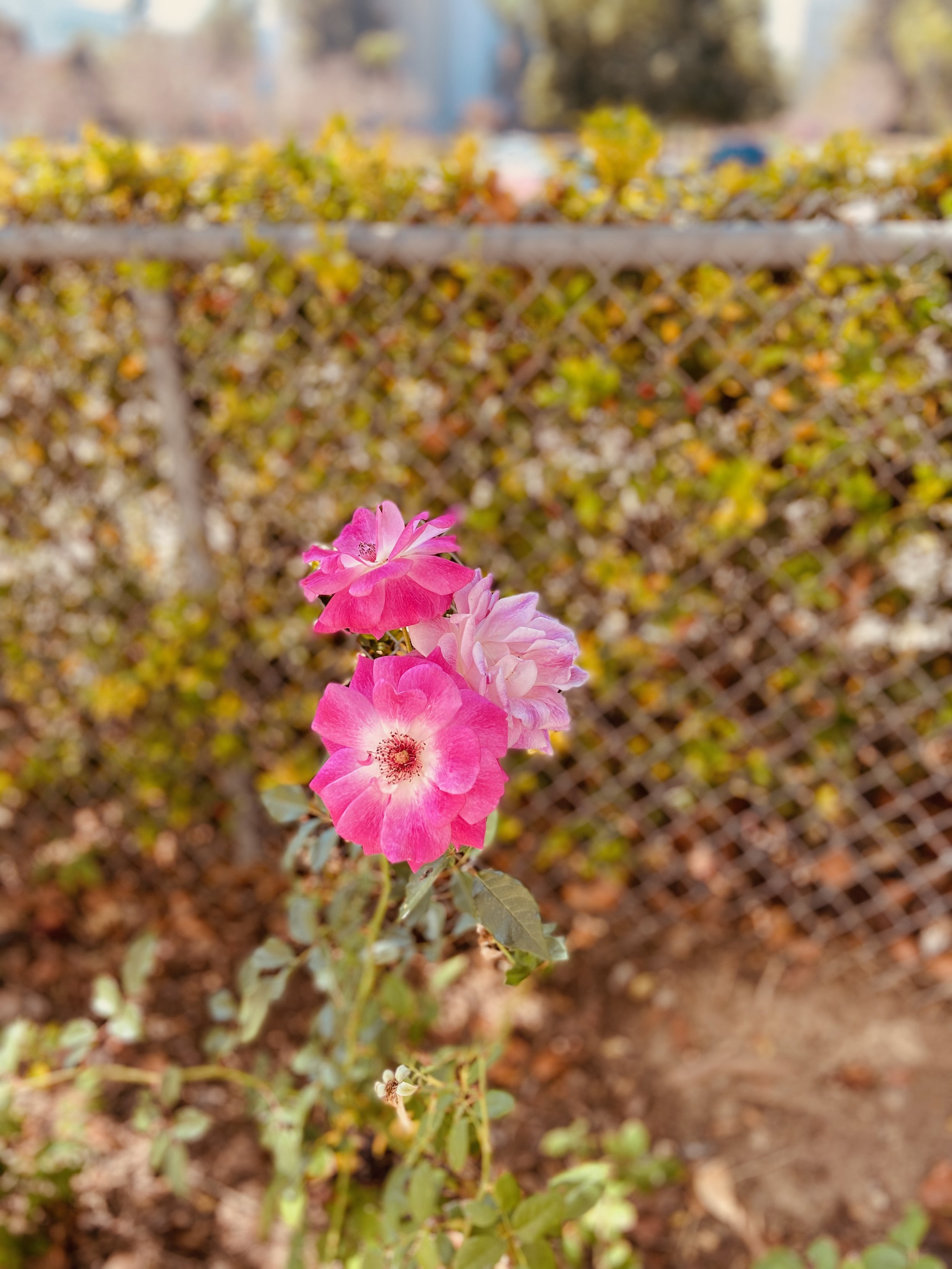 IMG_1145.jpeg