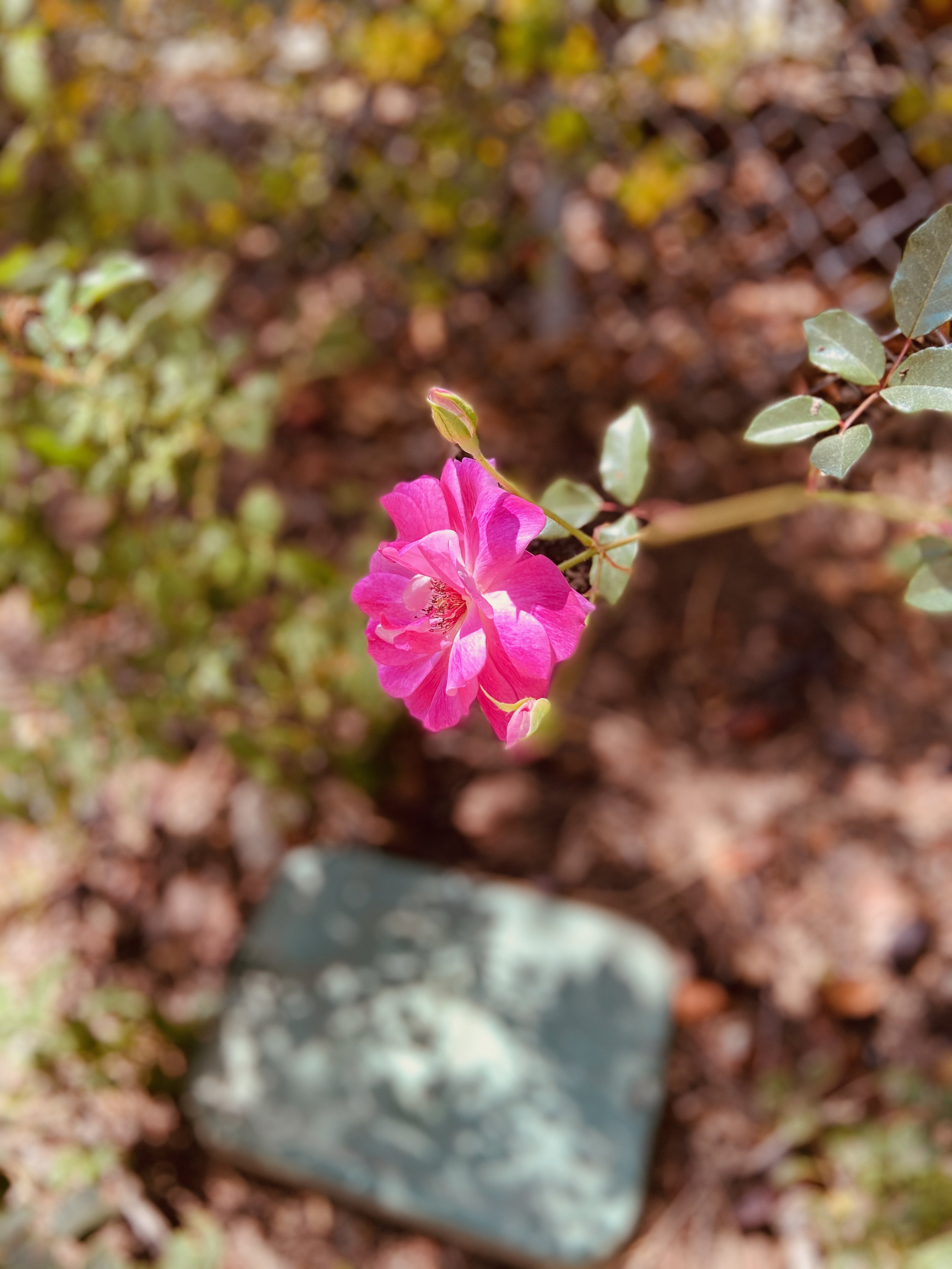 IMG_1146.jpeg