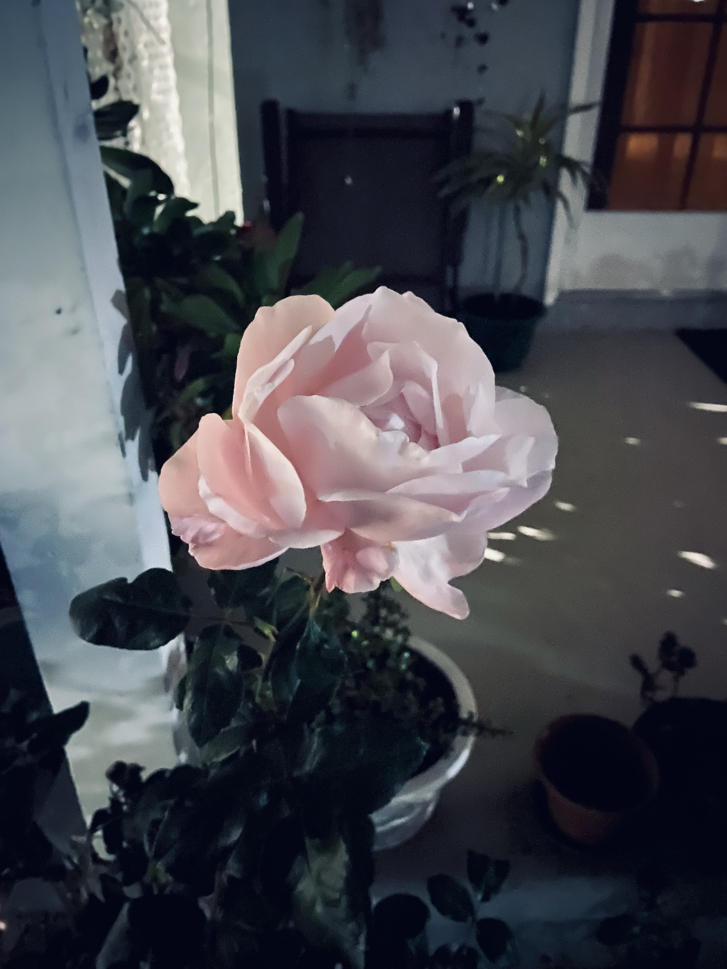 IMG_6416.jpeg