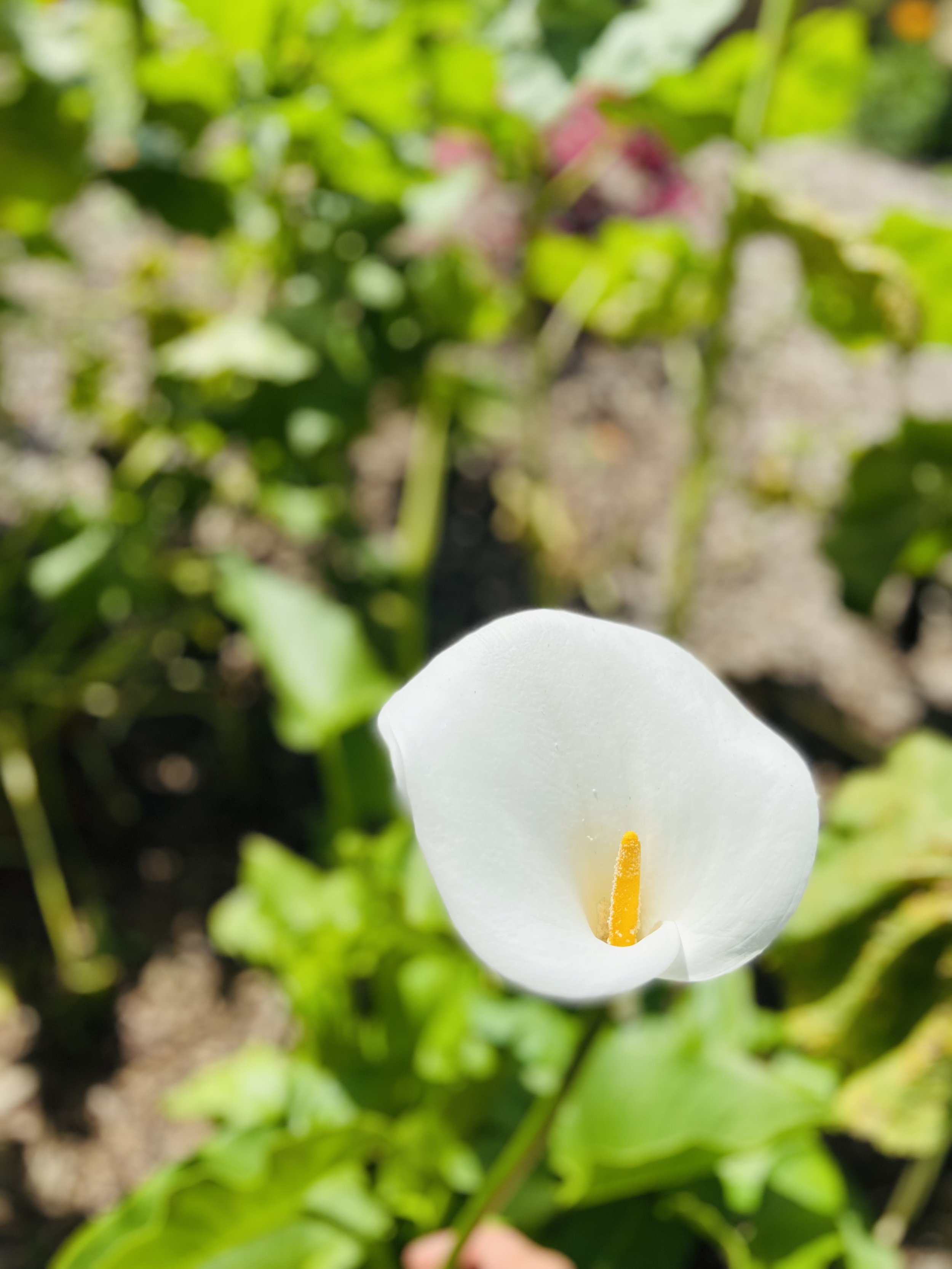 IMG_6981.jpeg