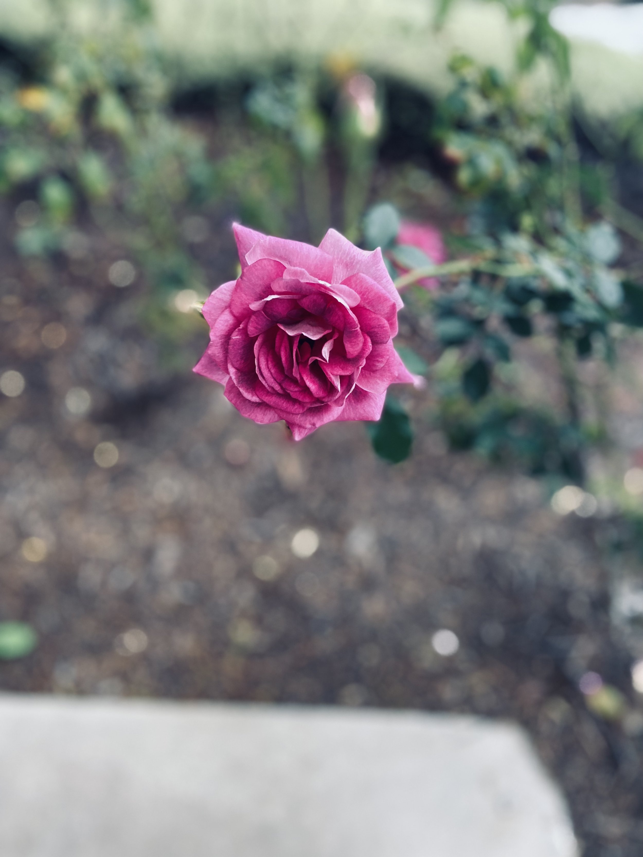 IMG_7027.jpeg