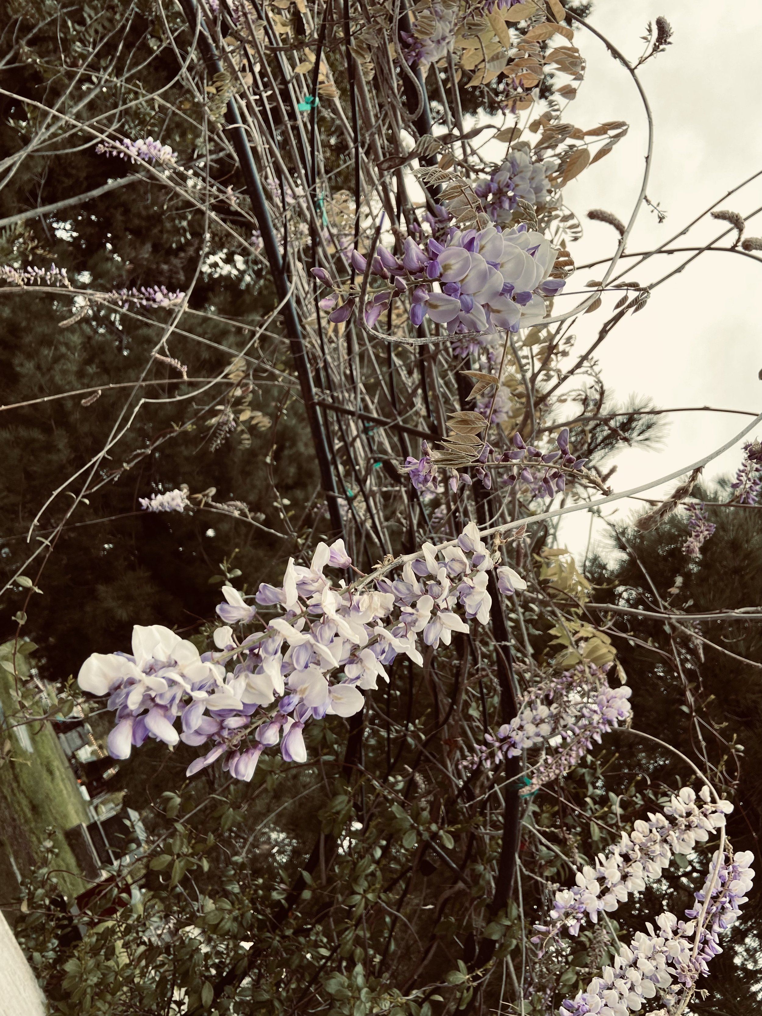IMG_7047.jpeg