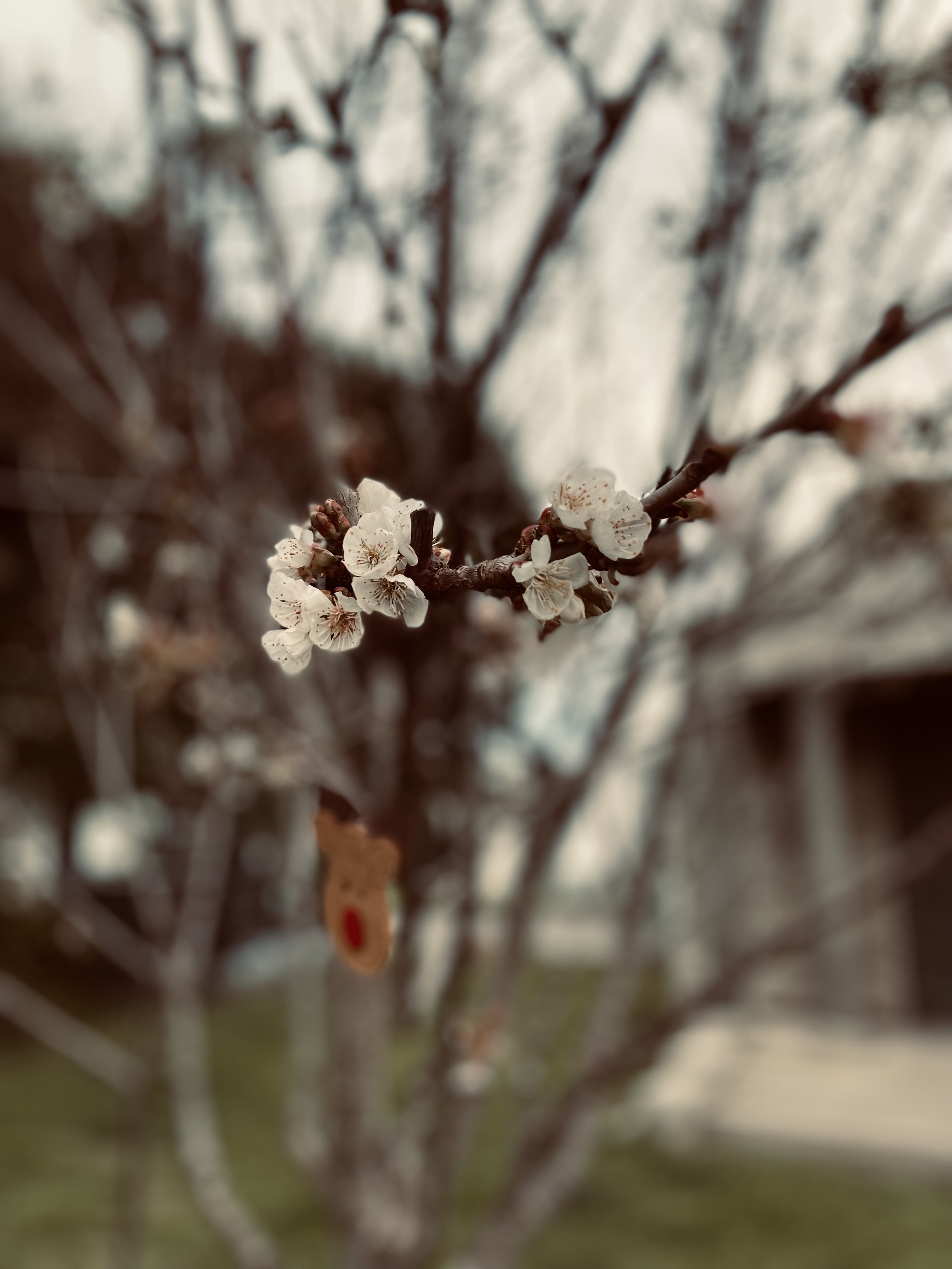 IMG_7068.jpeg