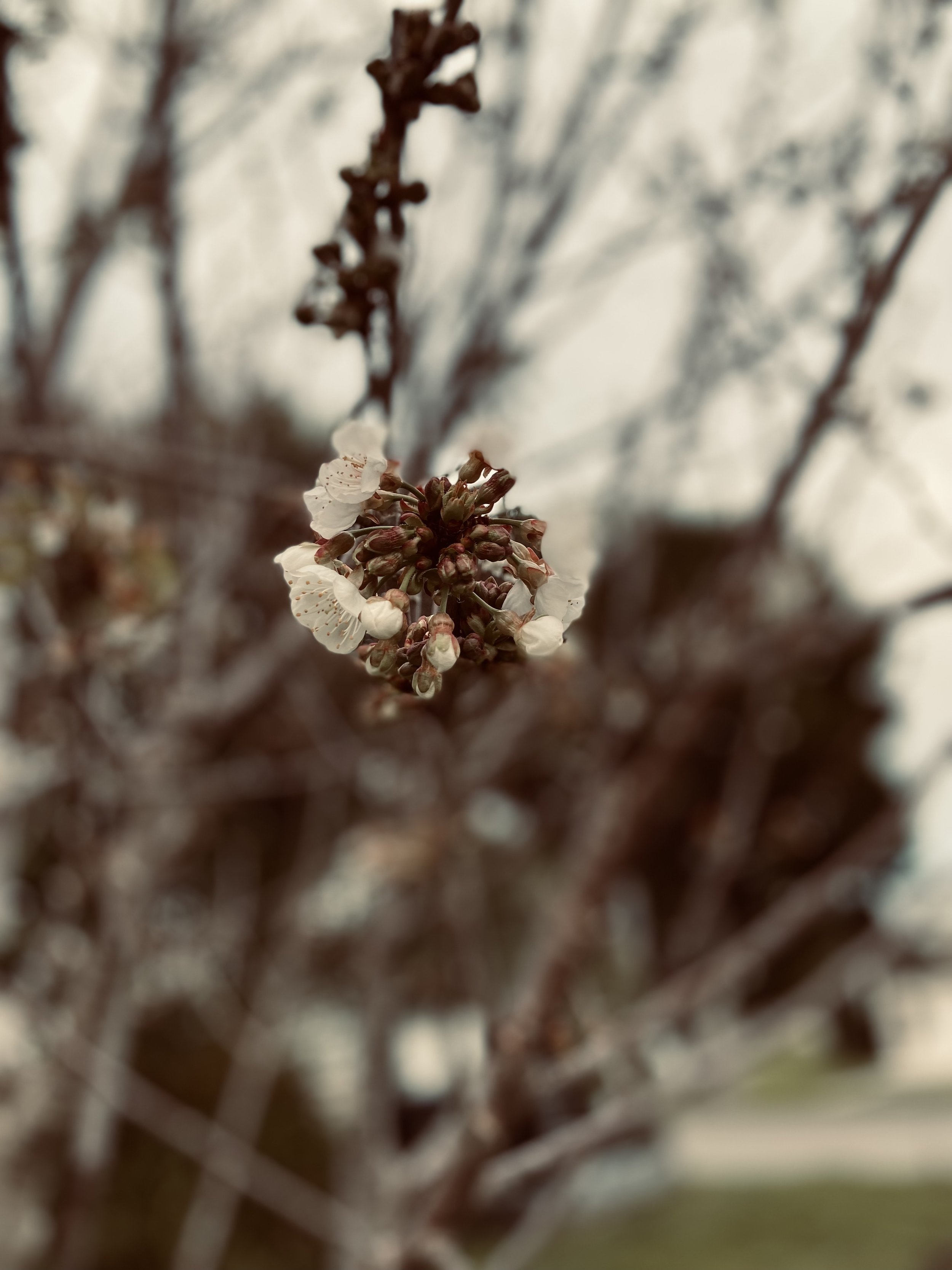 IMG_7069.jpeg