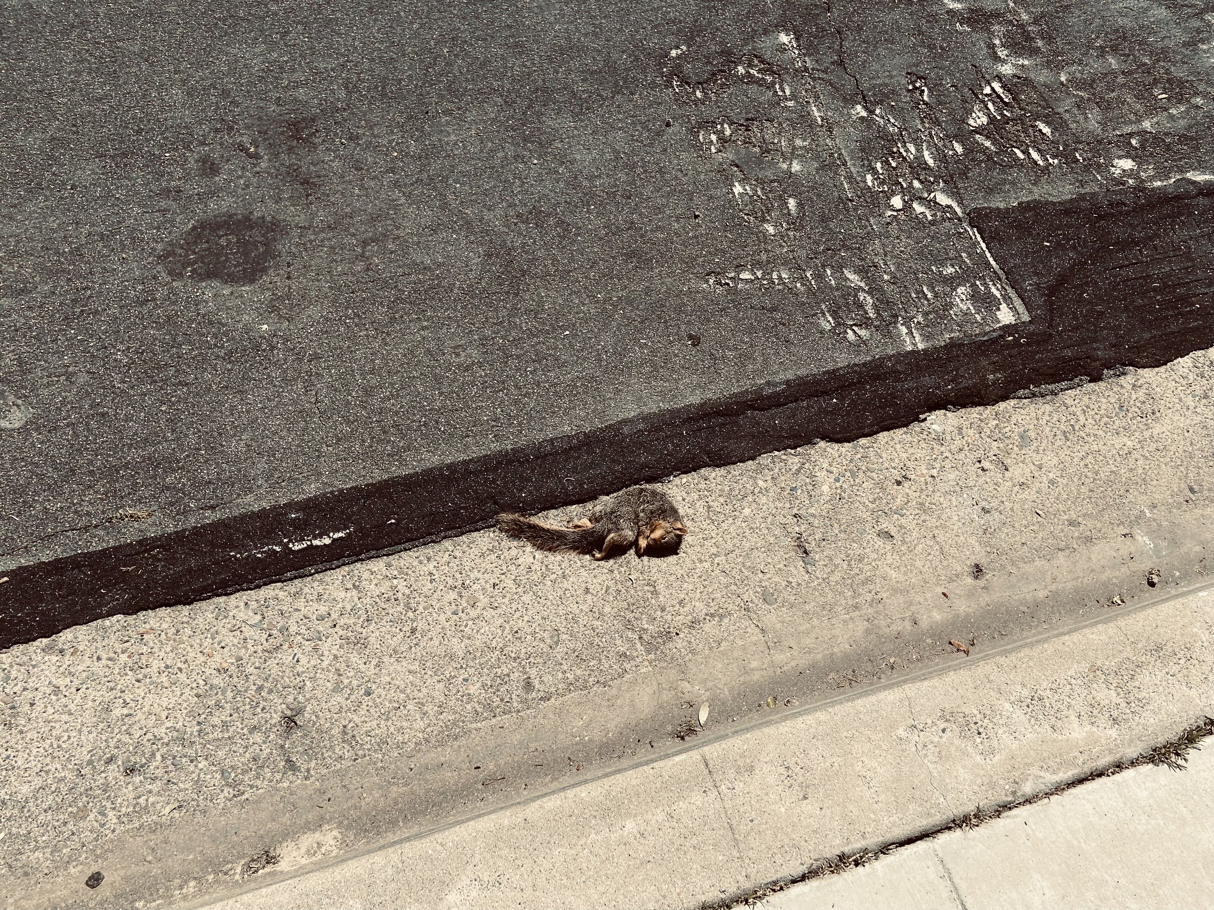 IMG_7117.jpeg