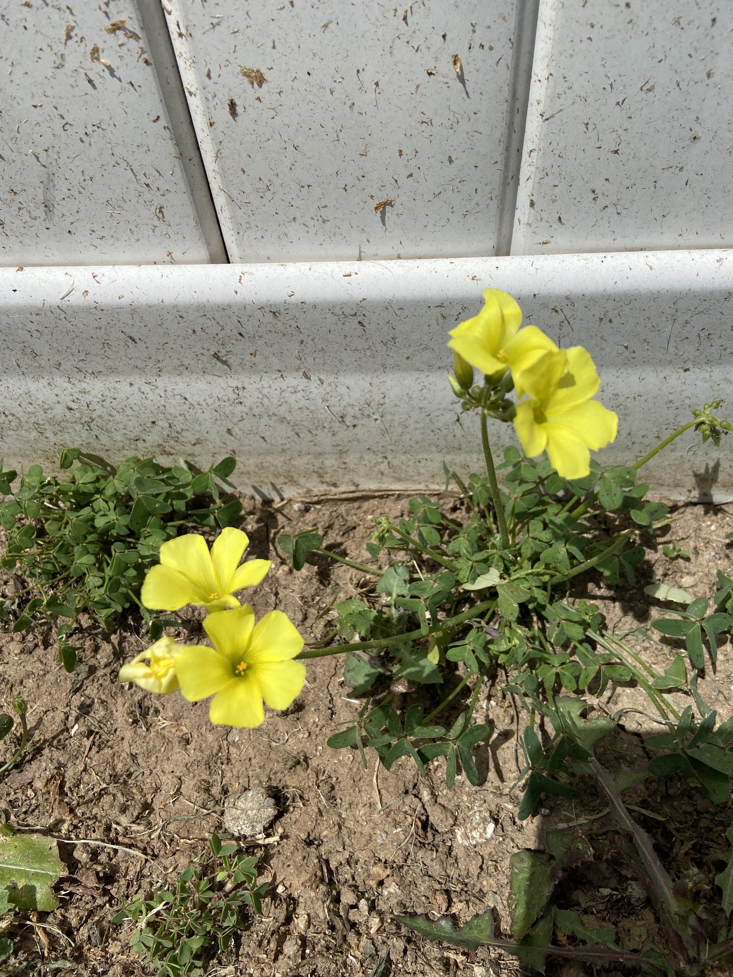IMG_7192.jpeg