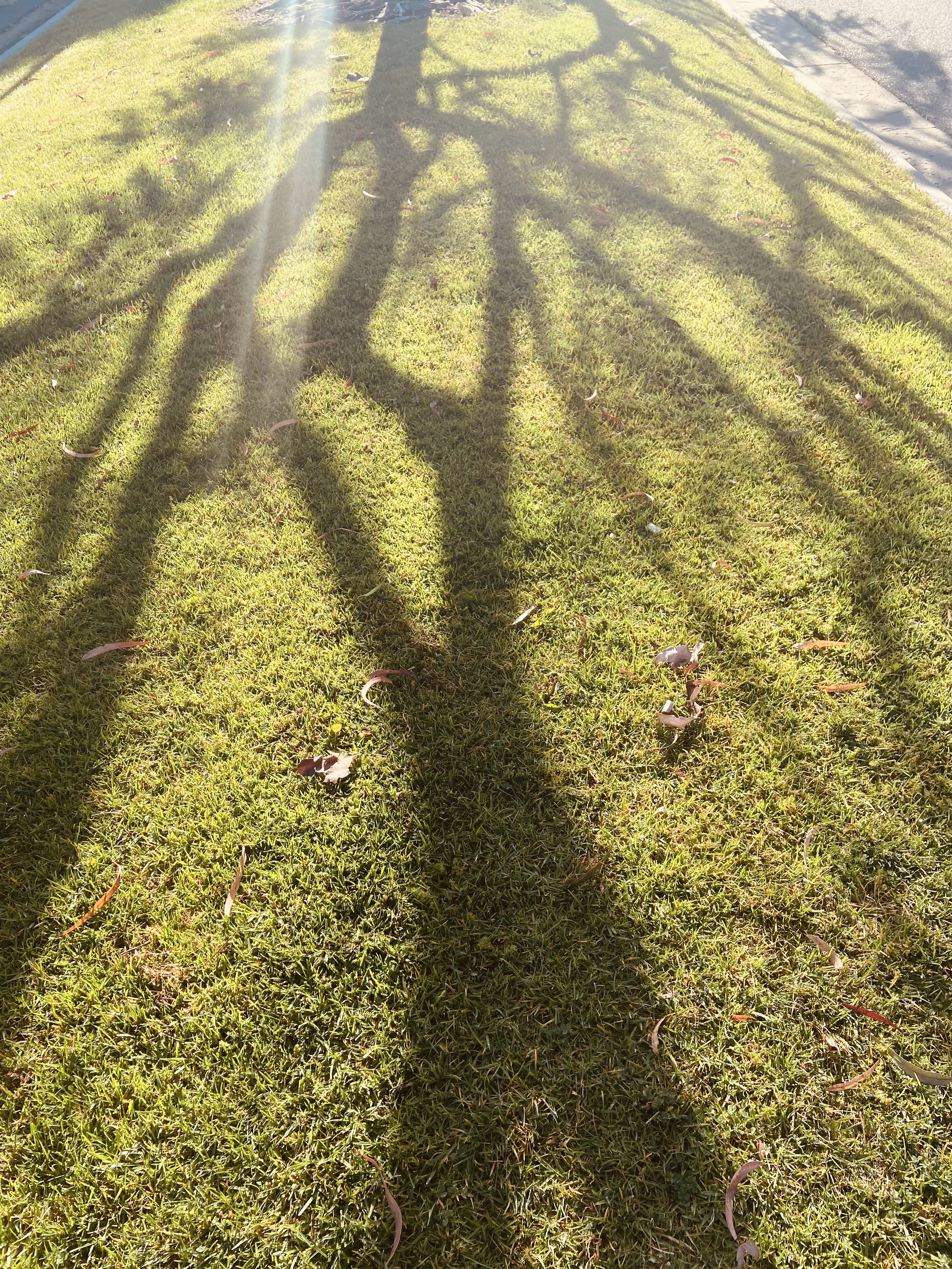IMG_7262.jpeg