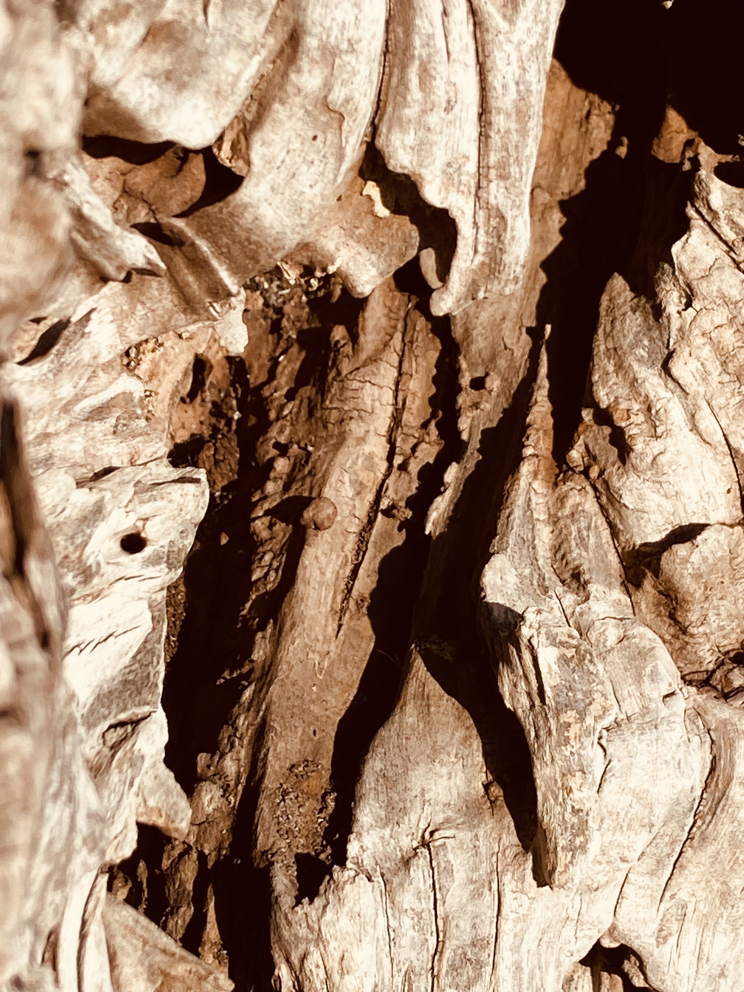 IMG_7285.jpeg