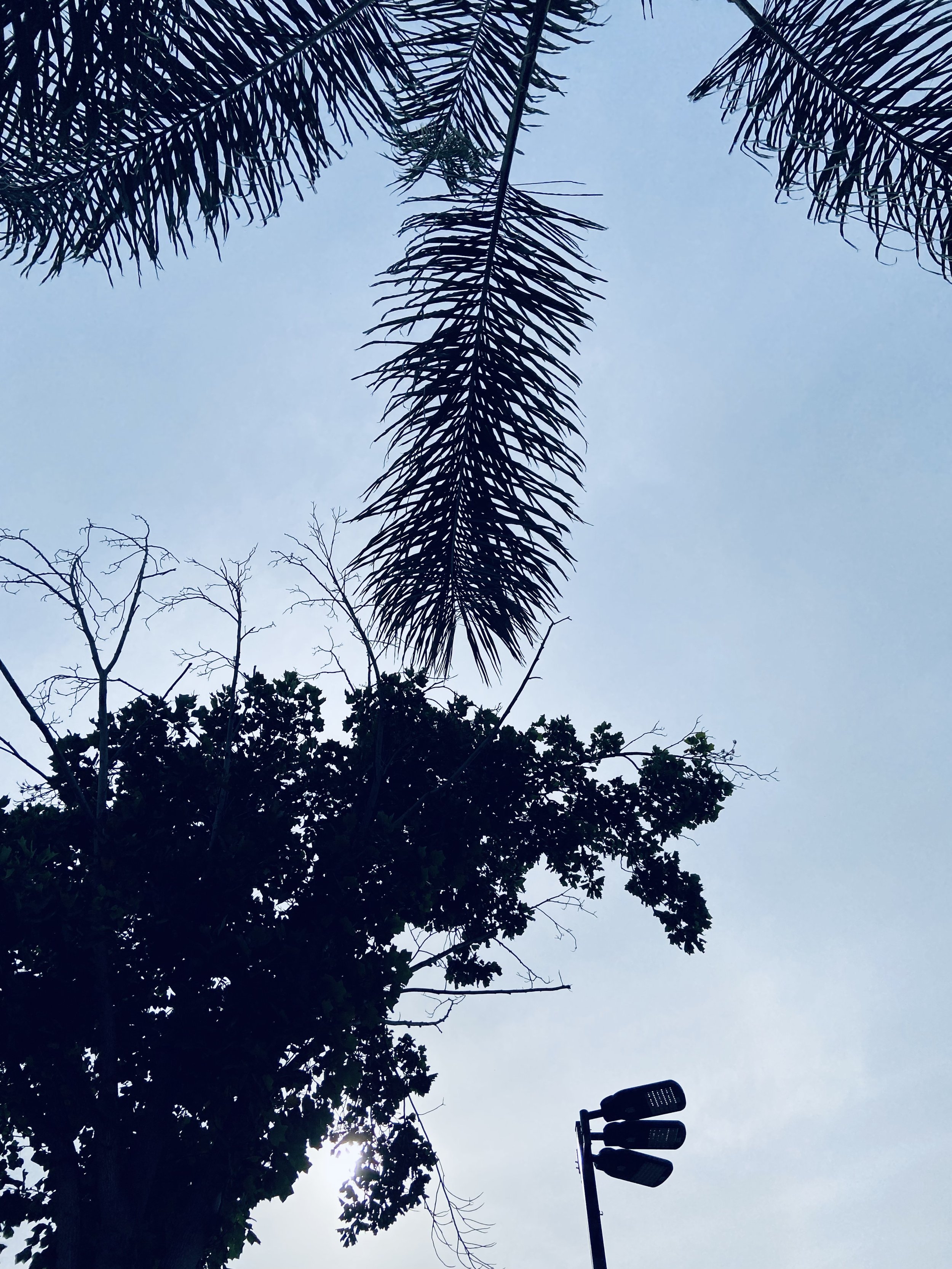 IMG_8010.jpeg
