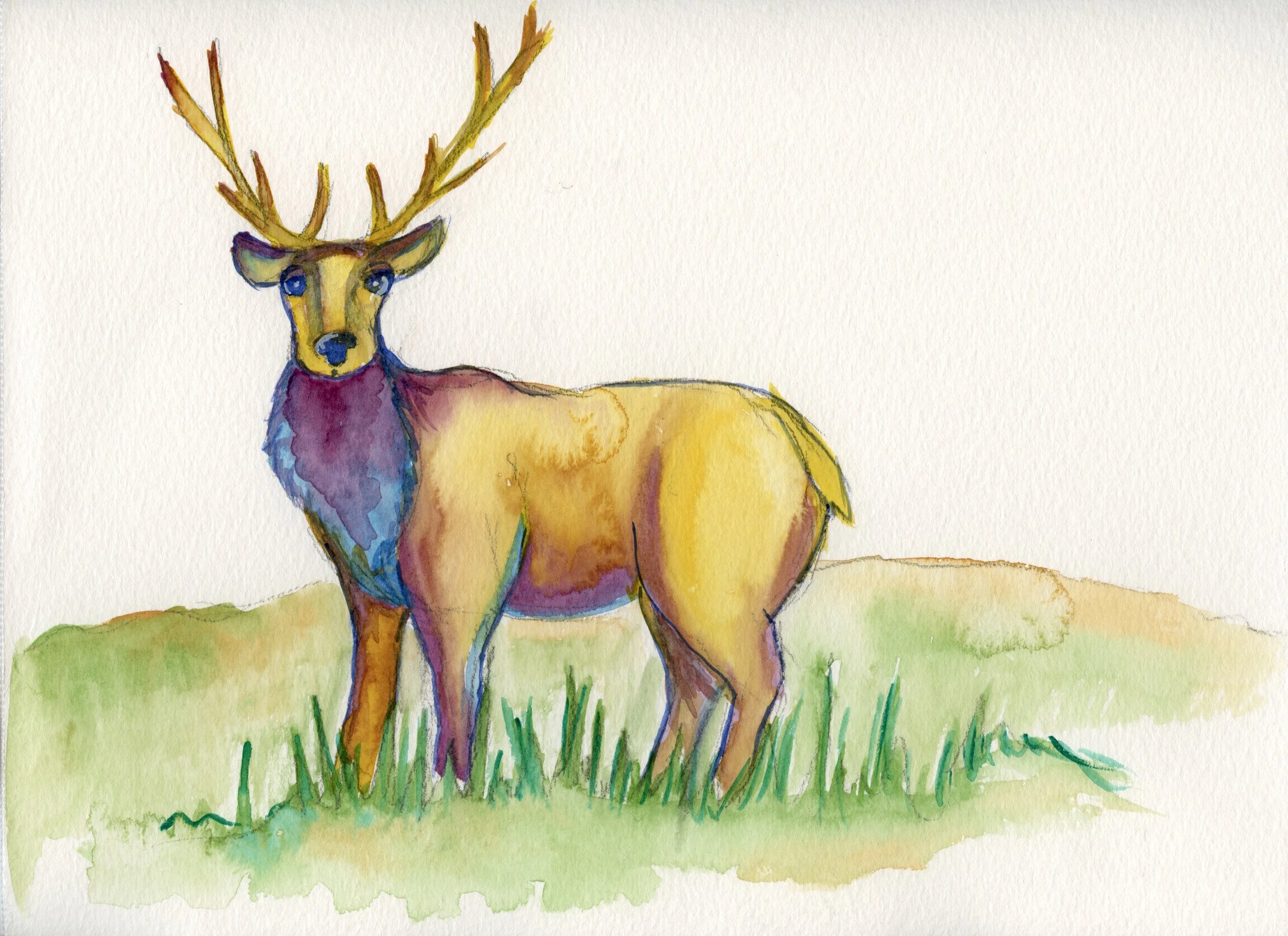 Elk