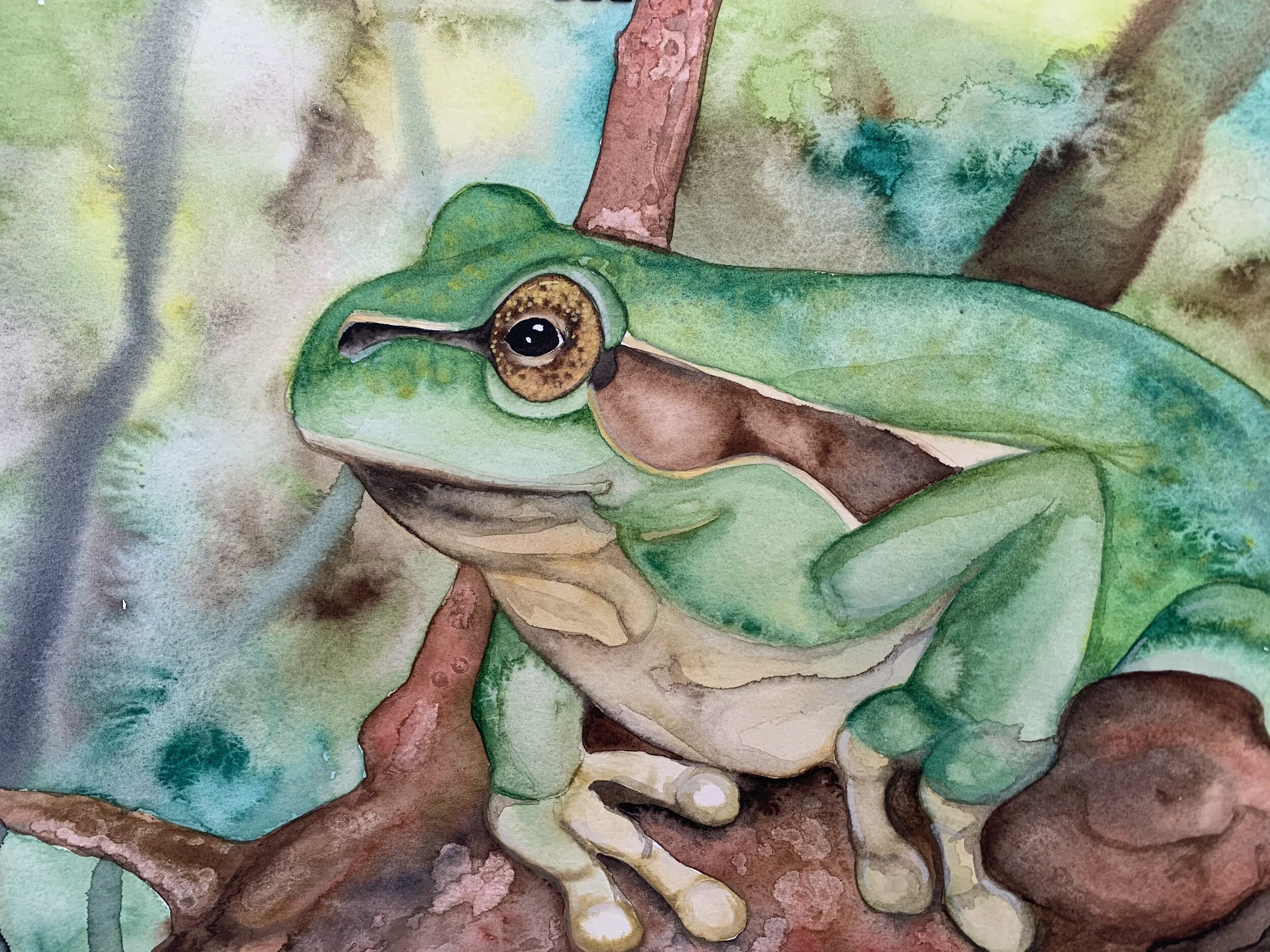 Pacific Green Tree Frog