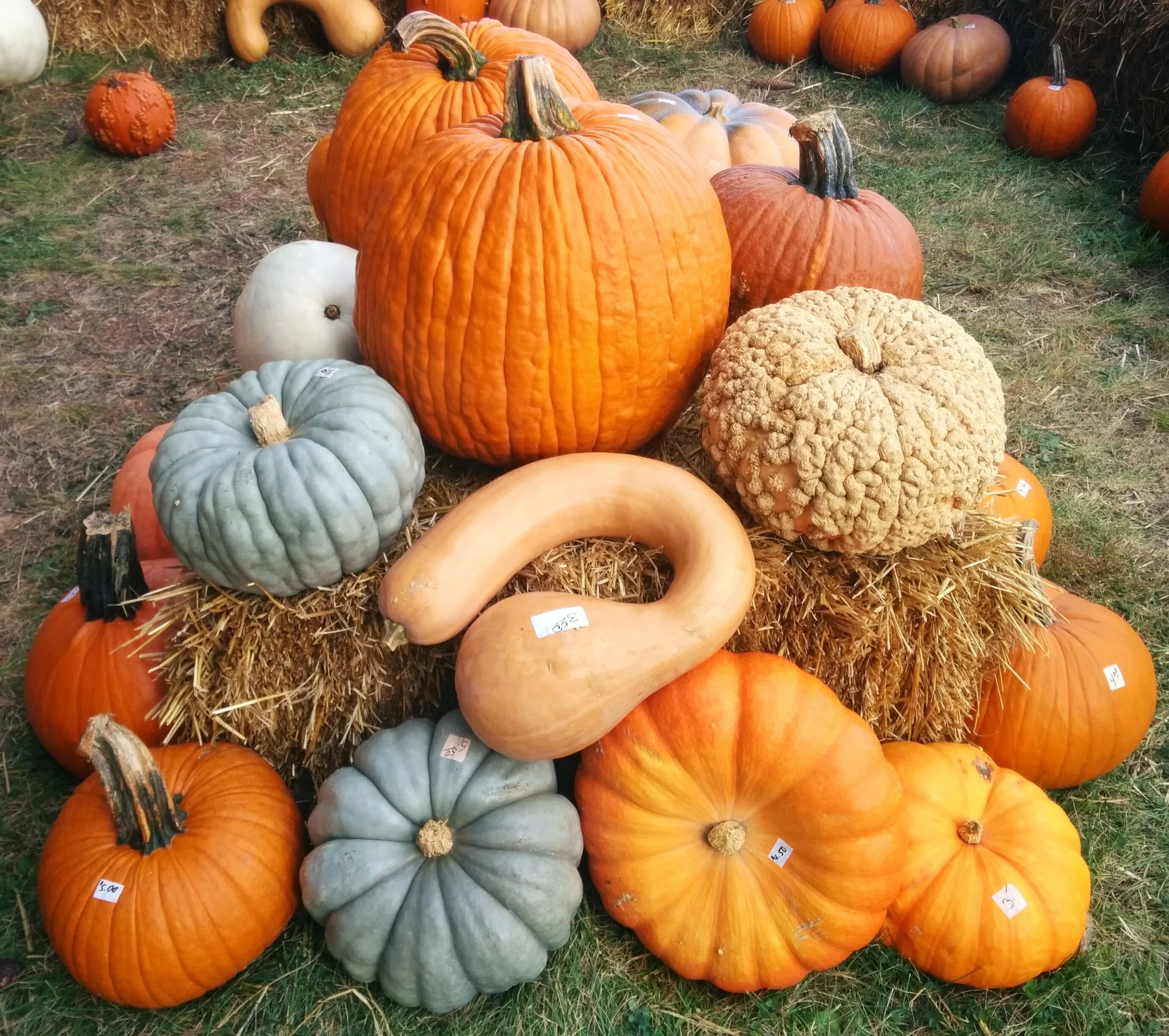 IMG_20141005_172021_2.jpg
