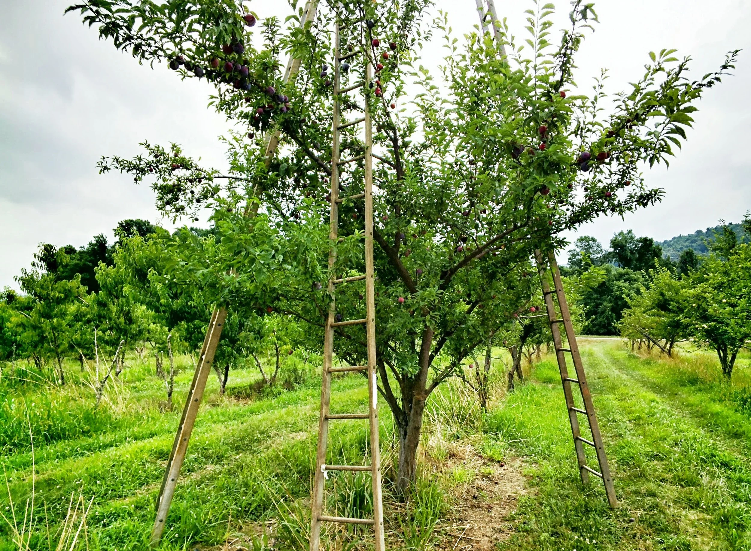 20130727_145836_541_1_1.jpg